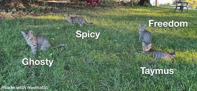 Taymus, Adopted, Young Male Domestic Short Hair.