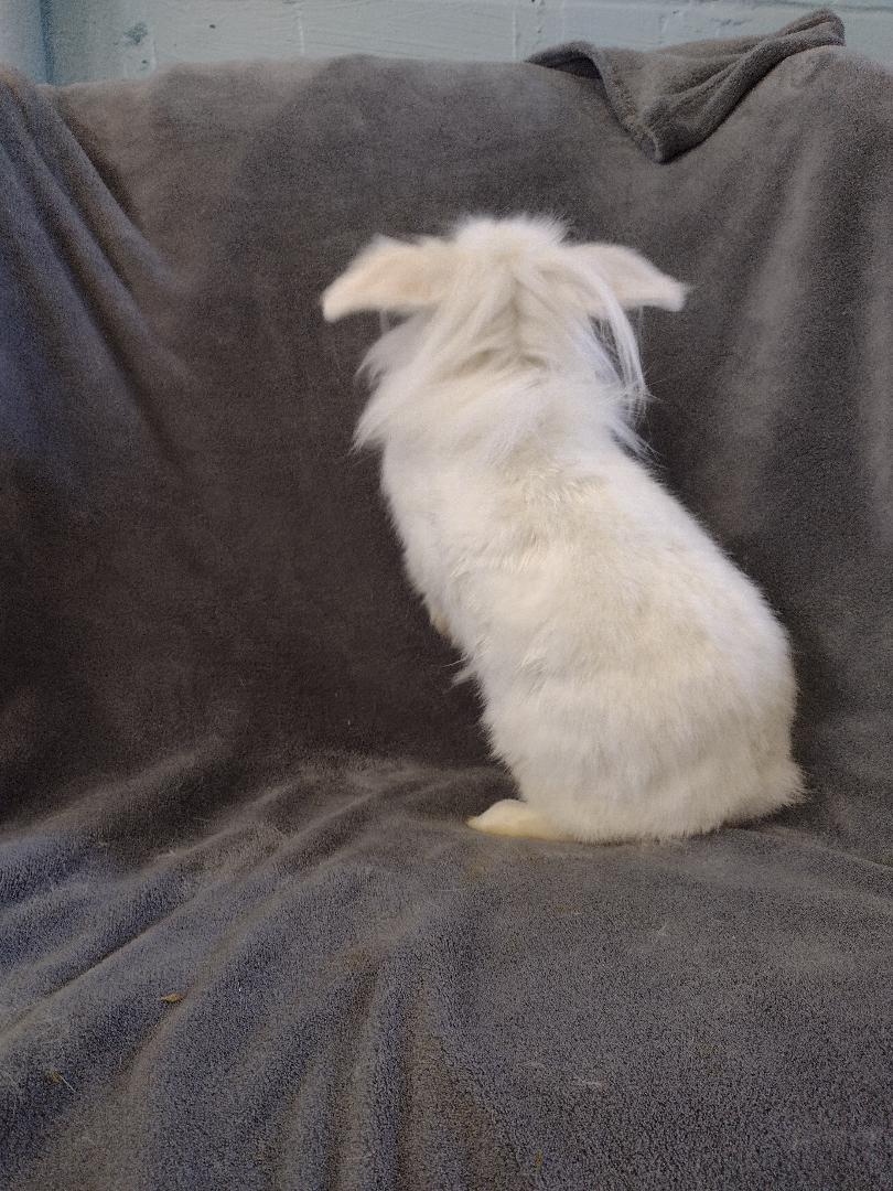 Enlarge Loofy, a Adoptable Lionhead in Plymouth, MI image 4/5
