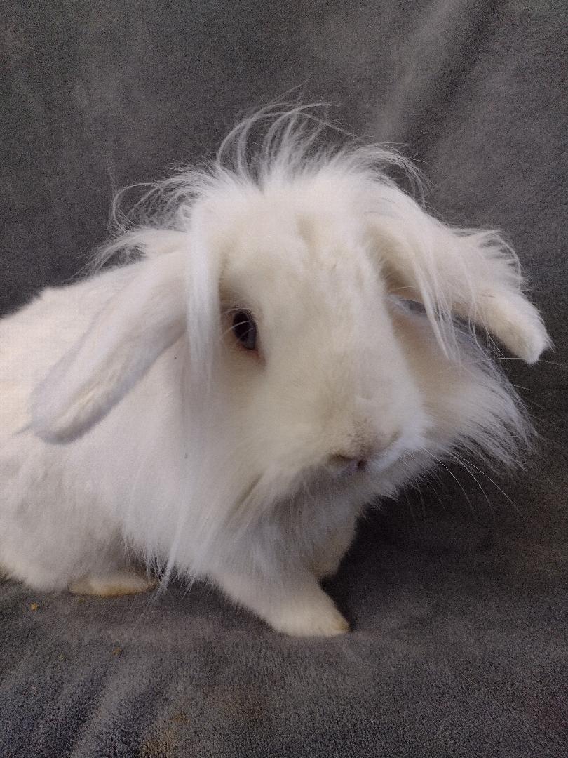 Enlarge Loofy, a Adoptable Lionhead in Plymouth, MI image 5/5