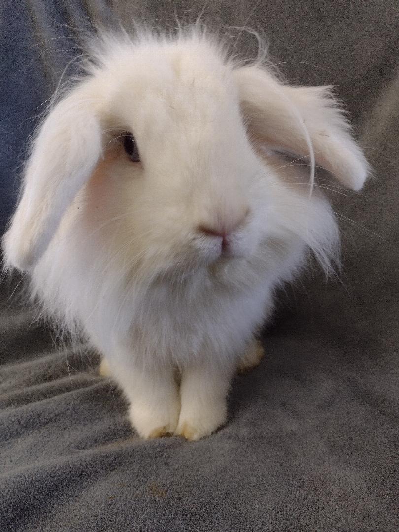 Enlarge Loofy, a Adoptable Lionhead in Plymouth, MI image 1/5