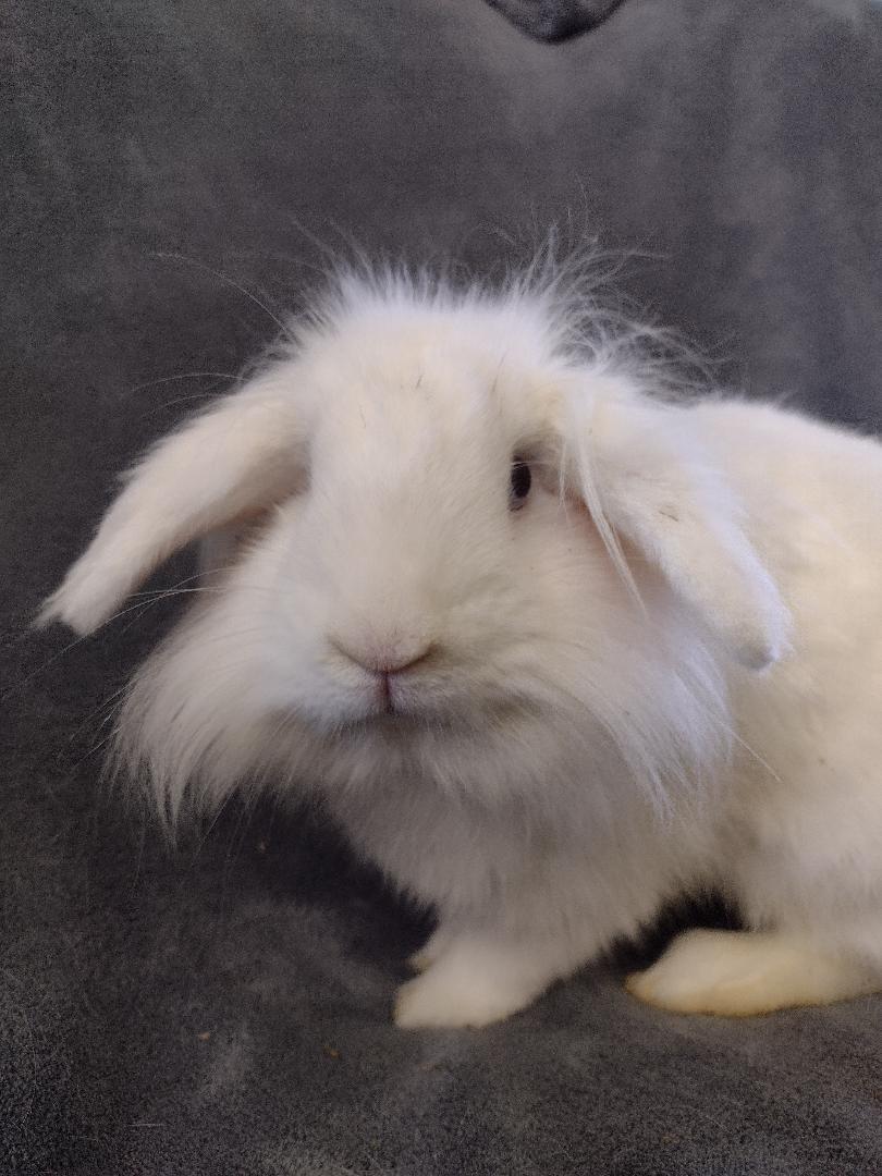 Enlarge Loofy, a Adoptable Lionhead in Plymouth, MI image 2/5