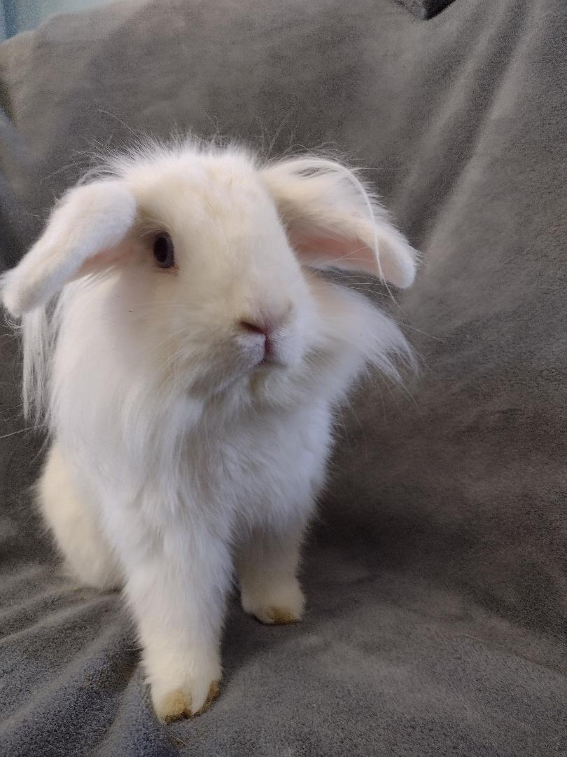 Enlarge Loofy, a Adoptable Lionhead in Plymouth, MI image 3/5