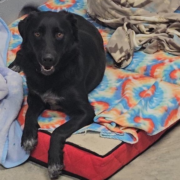 Enlarge Midnight, a Adoptable mixed breed in Nevada, MO image 4/4