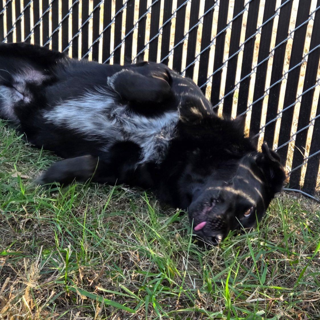 Enlarge Midnight, a Adoptable mixed breed in Nevada, MO image 3/4