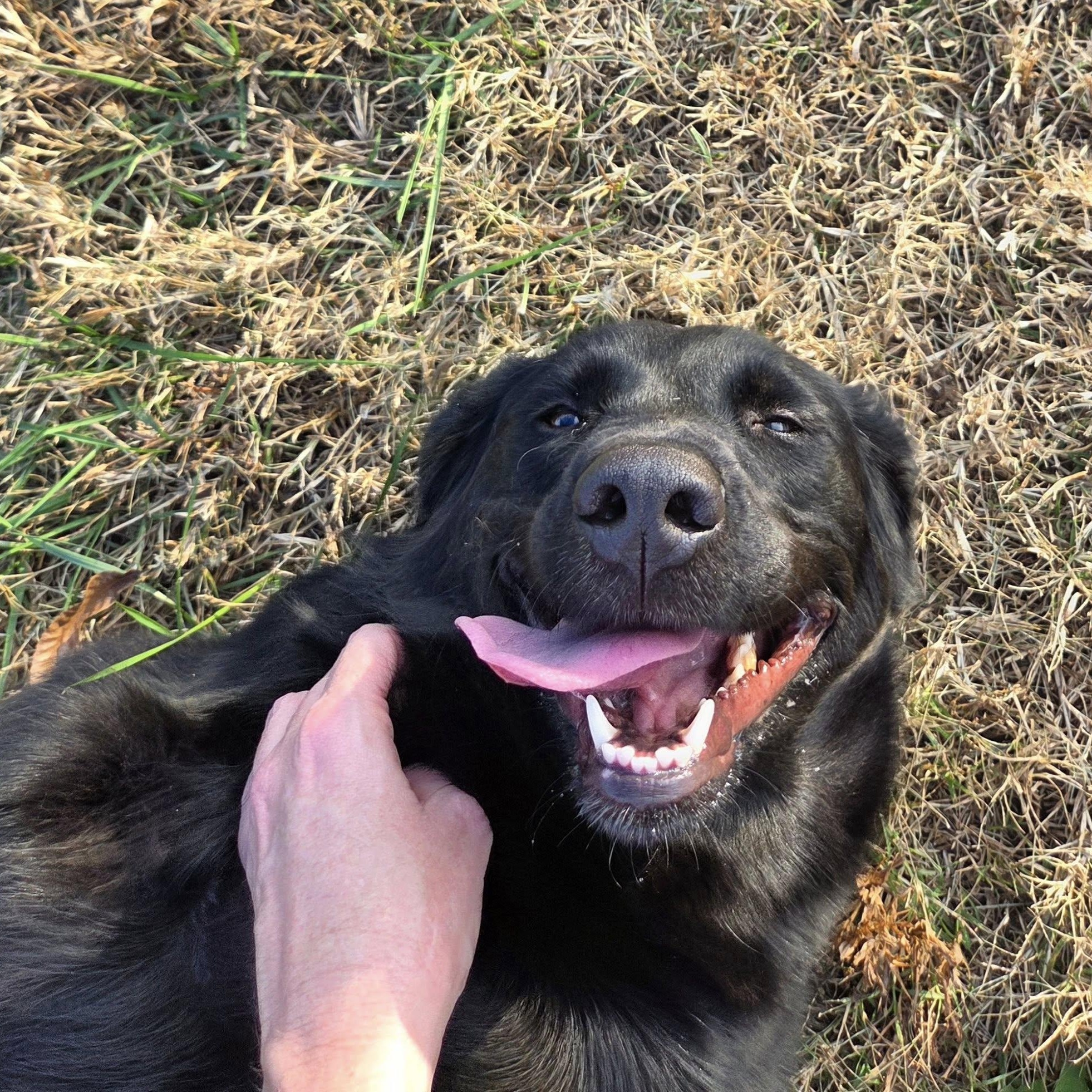 Enlarge Midnight, a Adoptable mixed breed in Nevada, MO image 2/4