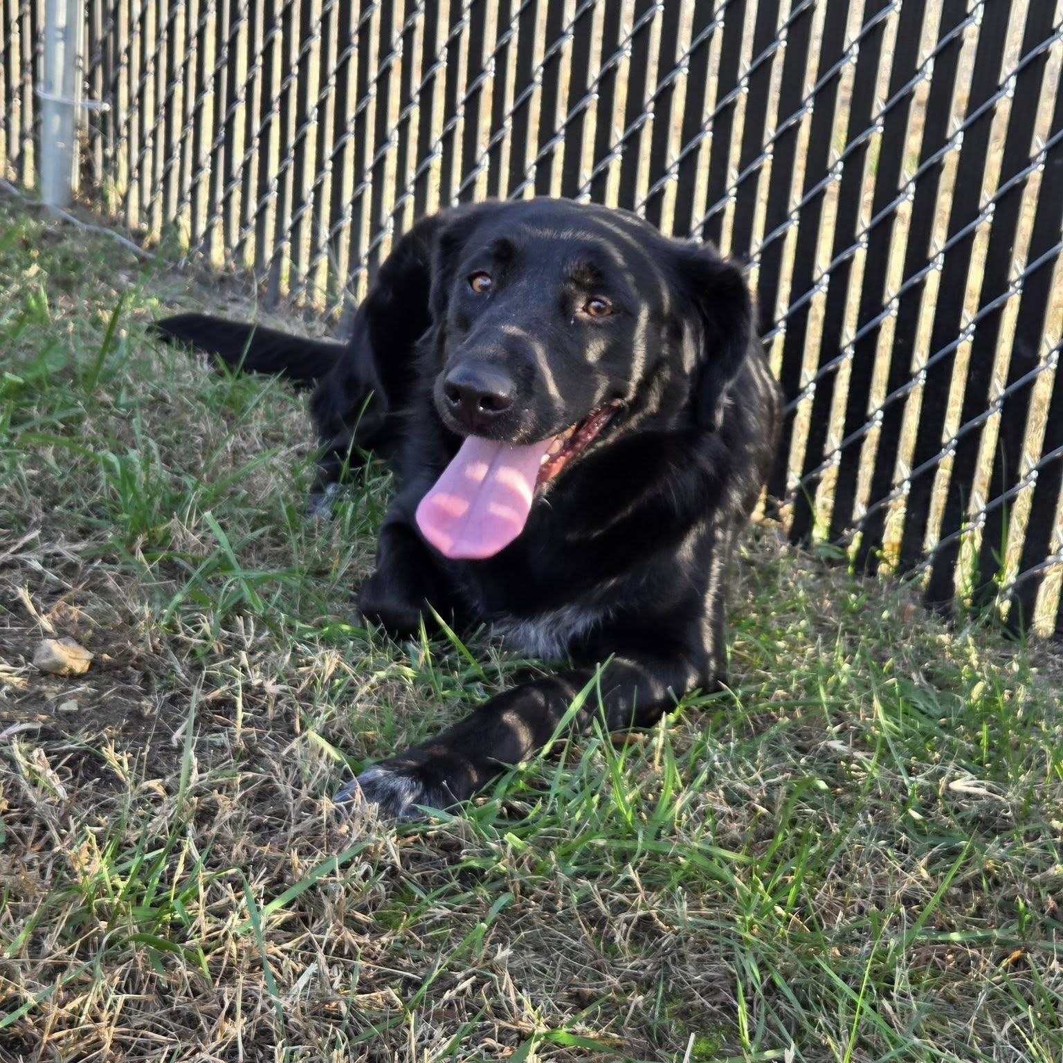 Midnight, Adoptable, Adult Female Black Labrador Retriever & Shepherd.
