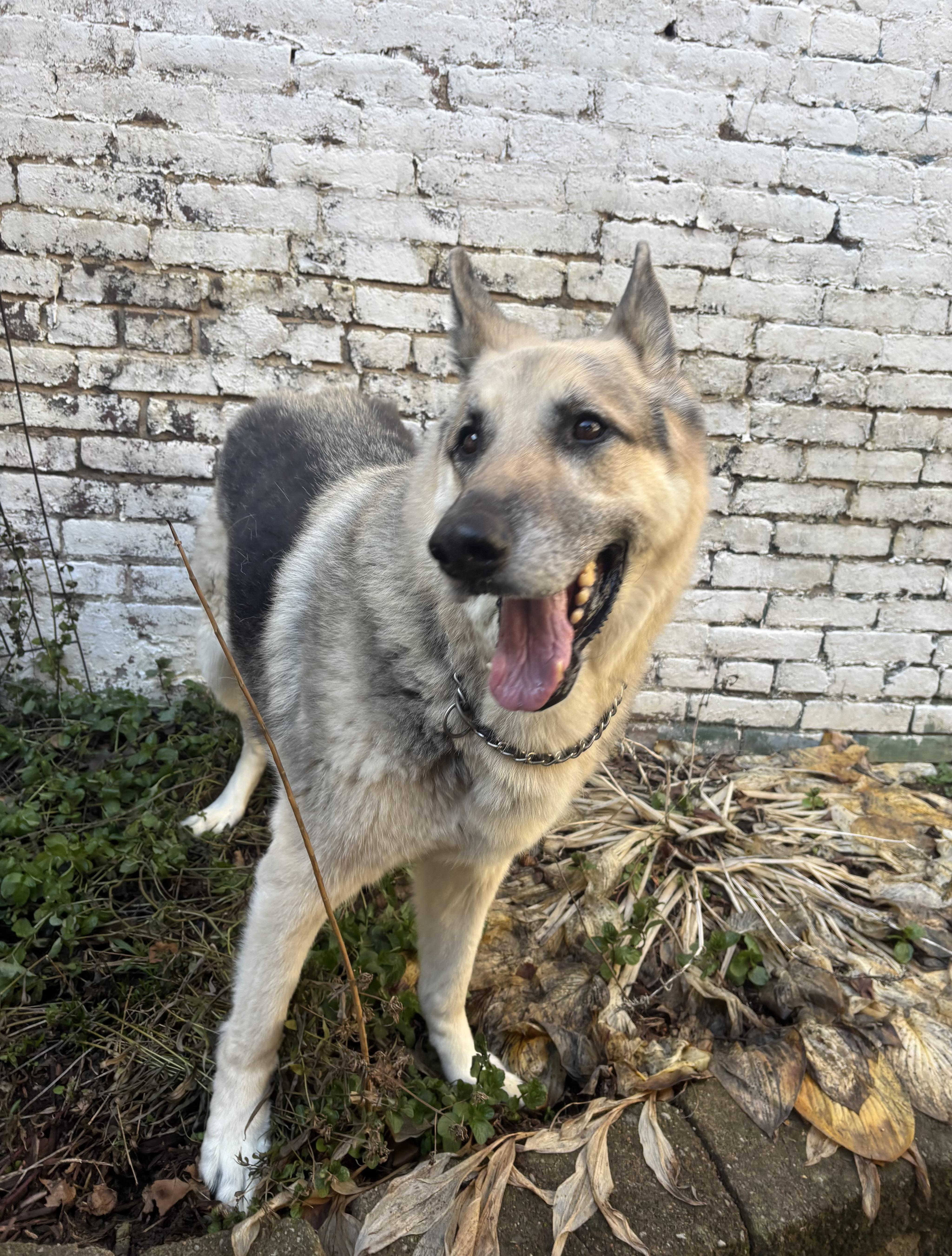 Enlarge Bourbon, a ADOPTABLE German Shepherd Dog in Pittsburgh, PA image 2/2