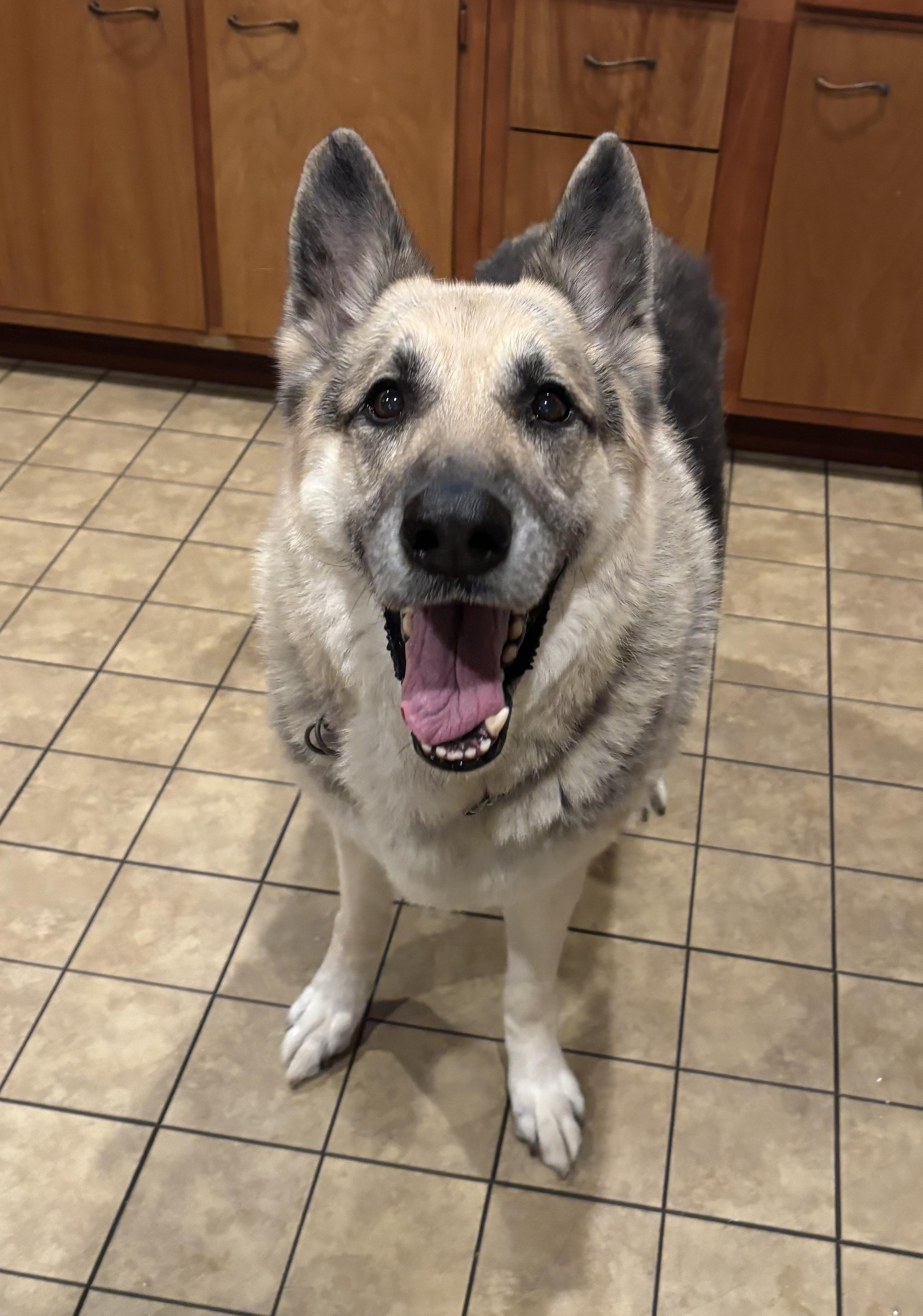 Enlarge Bourbon, a ADOPTABLE German Shepherd Dog in Pittsburgh, PA image 1/2