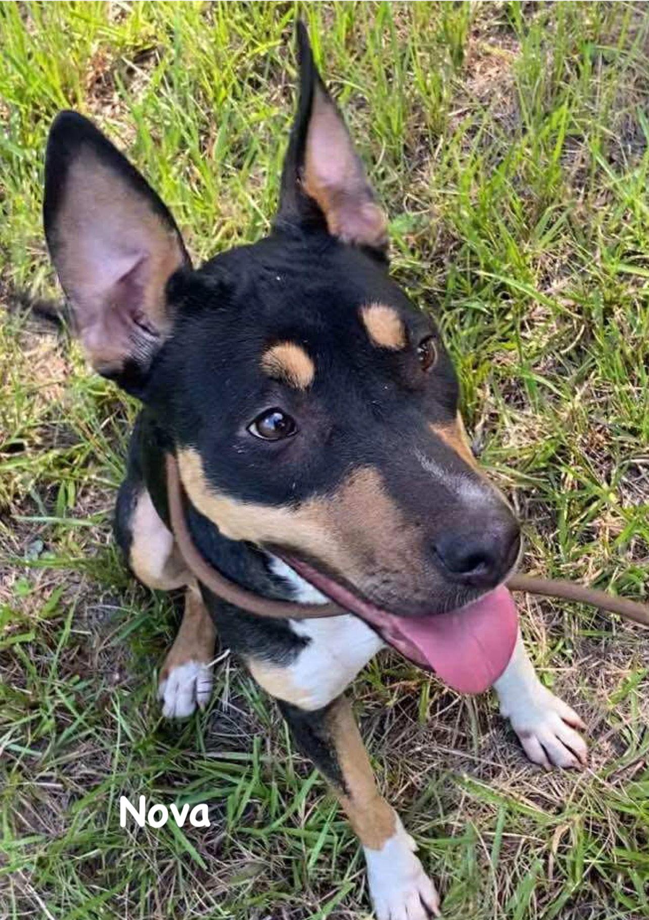 Nova, Adoptable, Puppy Female Catahoula Leopard Dog & Mountain Cur.