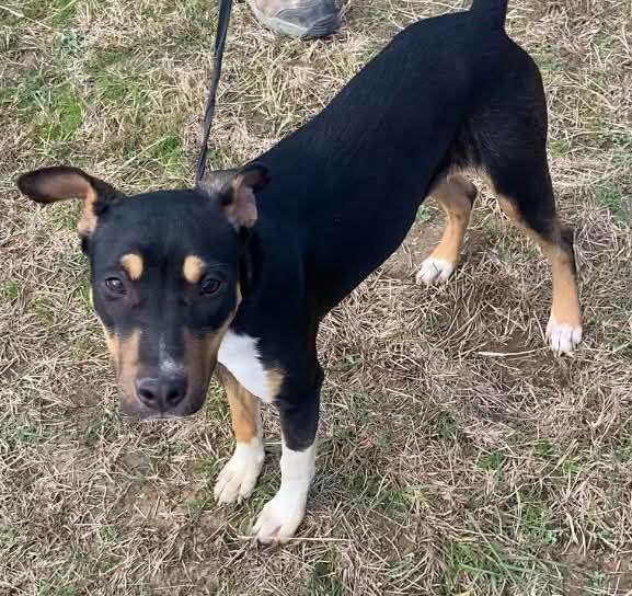 Nova, a Adoptable mixed breed in Ridgefield, CT image 2/3