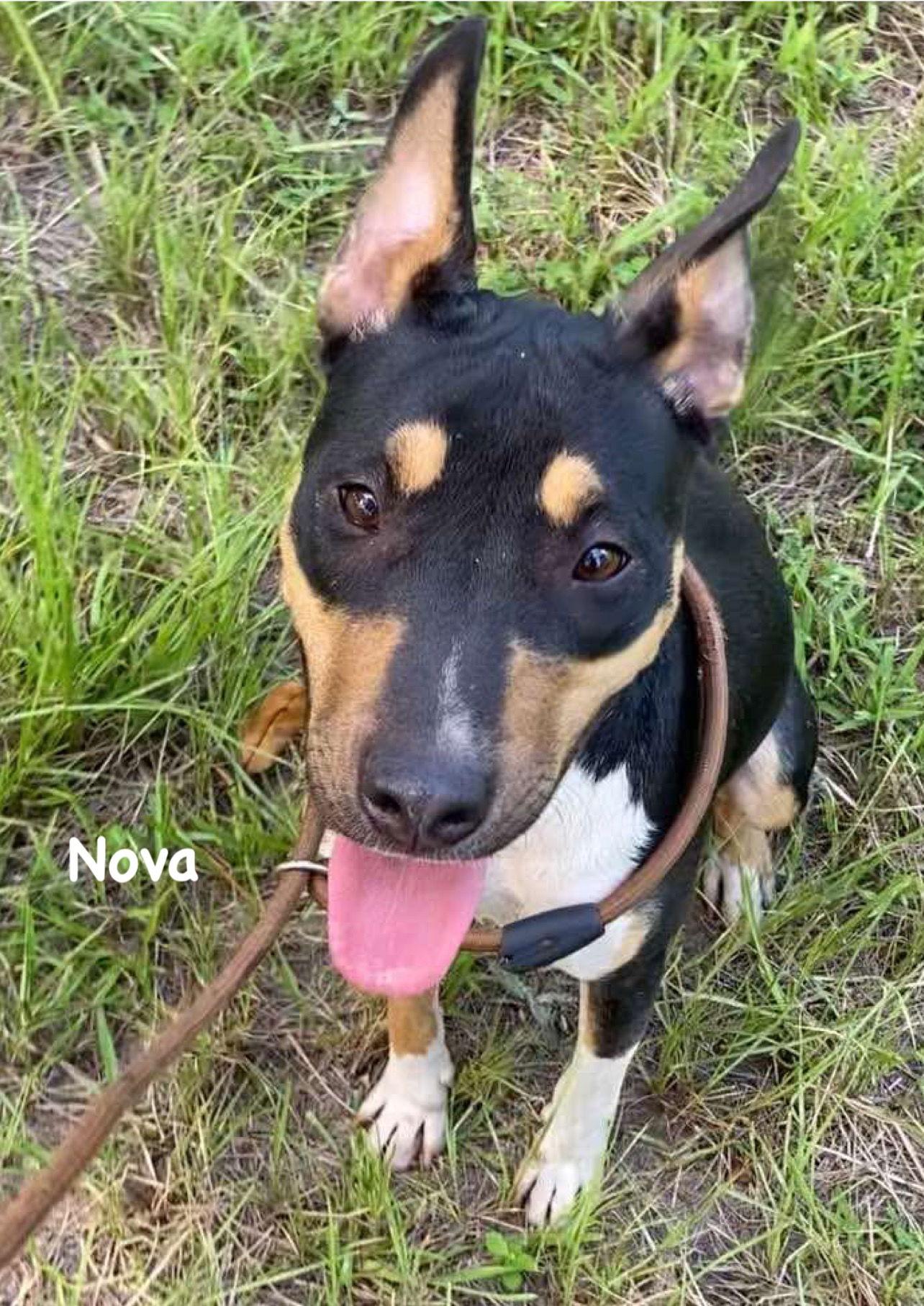 Nova, a Adoptable mixed breed in Ridgefield, CT image 3/3