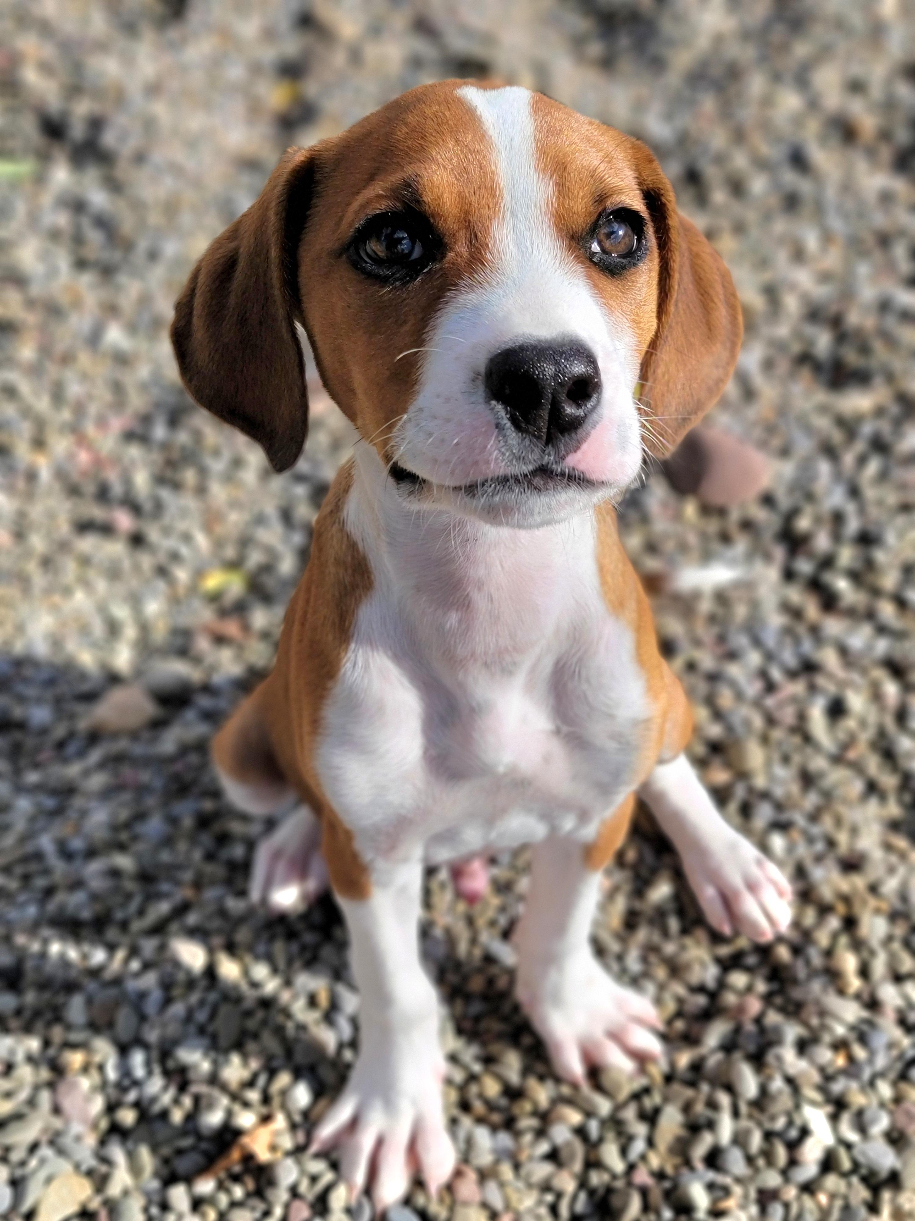 Harvey