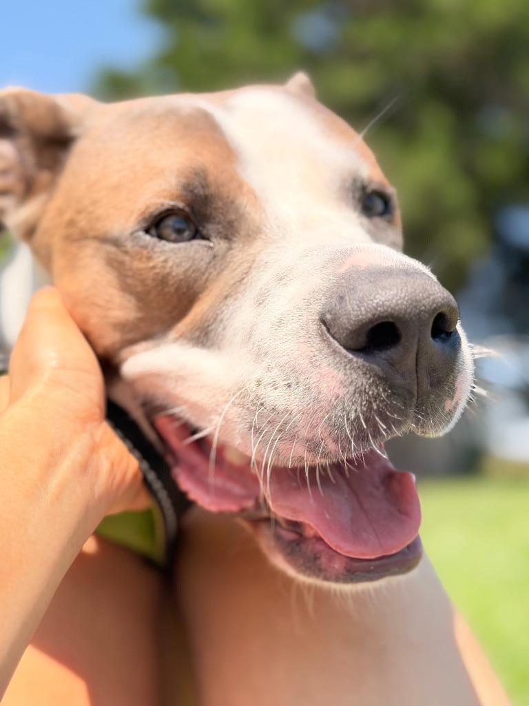 Enlarge Hercules, a Adoptable mixed breed in Centralia, IL image 2/6