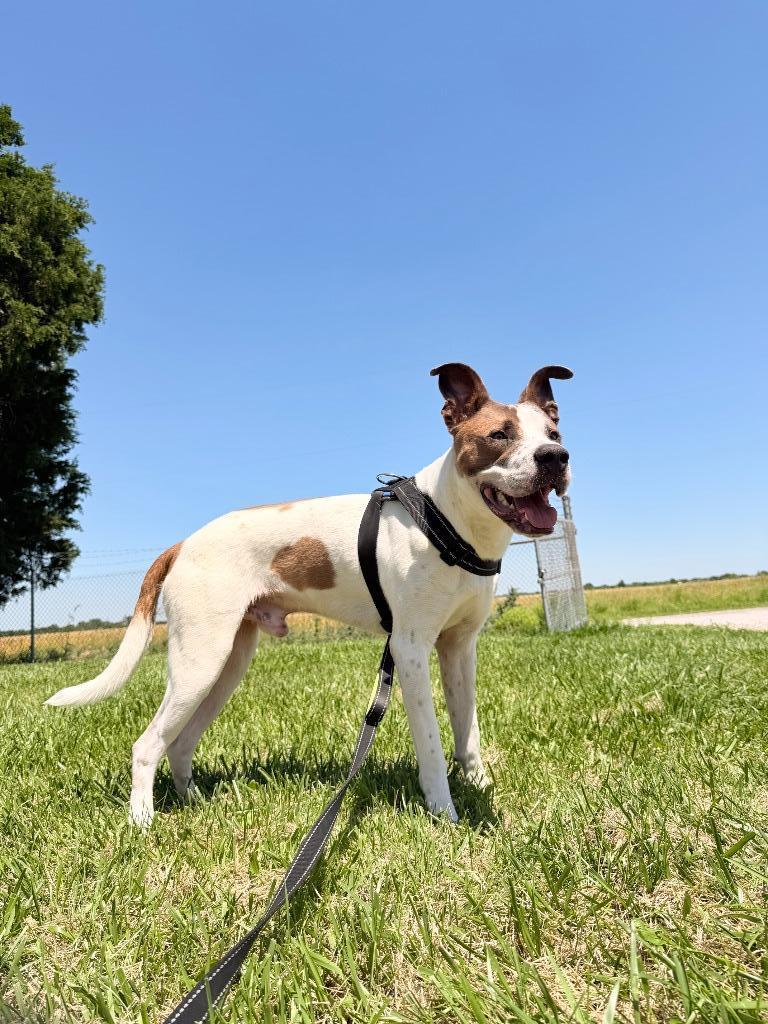 Enlarge Hercules, a Adoptable mixed breed in Centralia, IL image 3/6