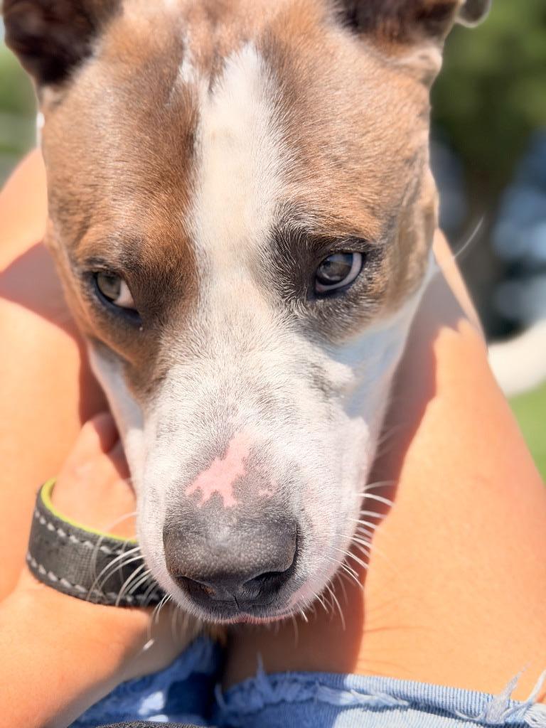 Enlarge Hercules, a Adoptable mixed breed in Centralia, IL image 4/6