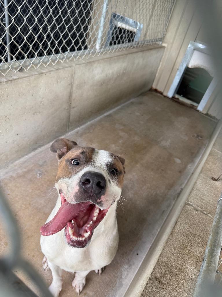 Enlarge Hercules, a Adoptable mixed breed in Centralia, IL image 5/6