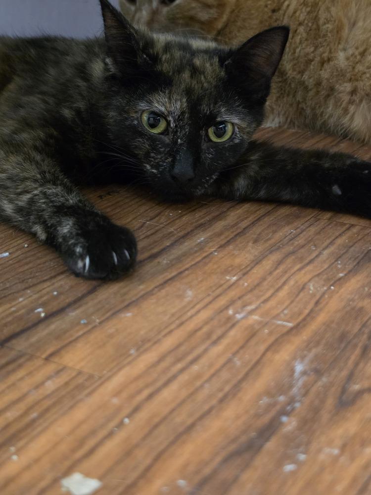 Trail Mix, Adoptable, Adult Female Domestic Short Hair.