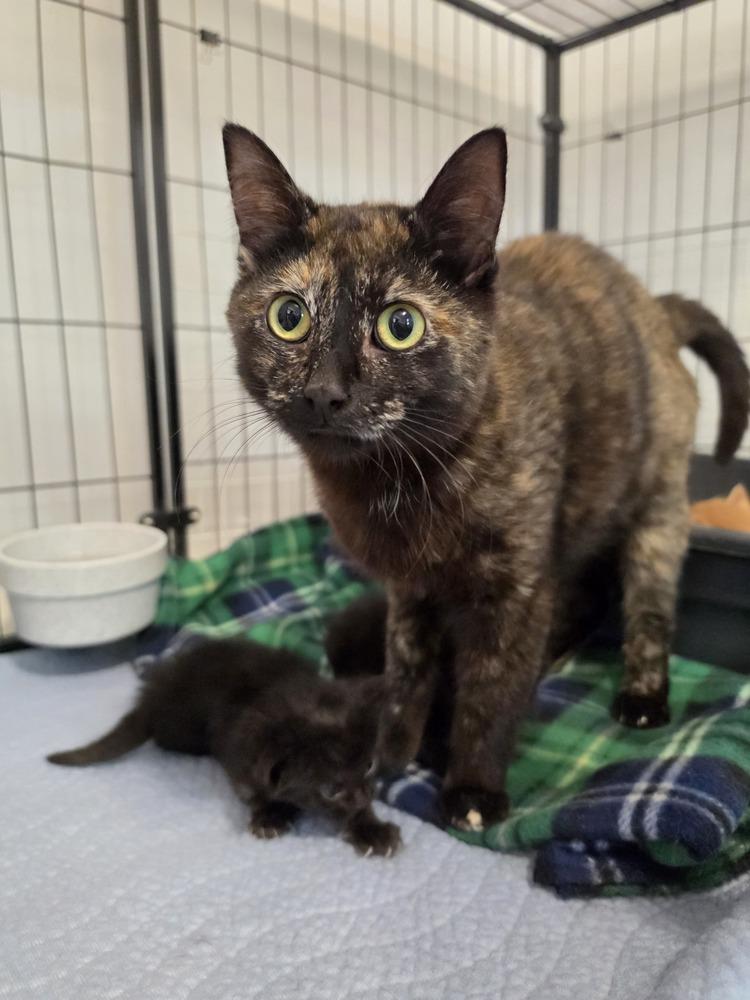 Enlarge Trail Mix, a Adoptable mixed breed in Wild Rose, WI image 2/3