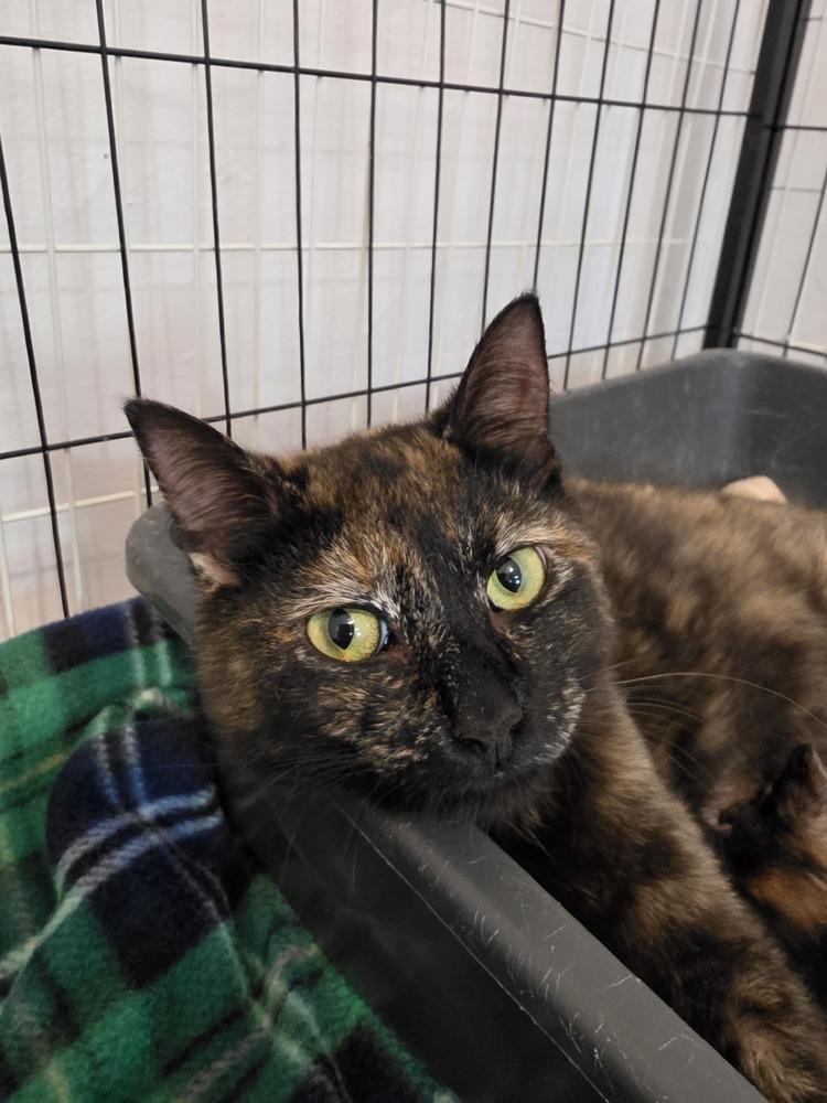 Enlarge Trail Mix, a Adoptable mixed breed in Wild Rose, WI image 3/3