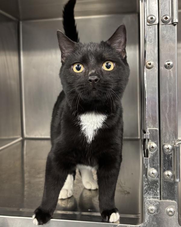 Tip Toe, Adoptable, Young Female Domestic Short Hair.