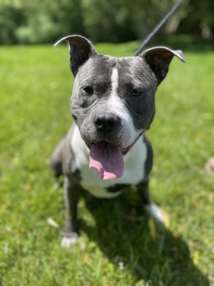 BUTCH — thumbnail 2