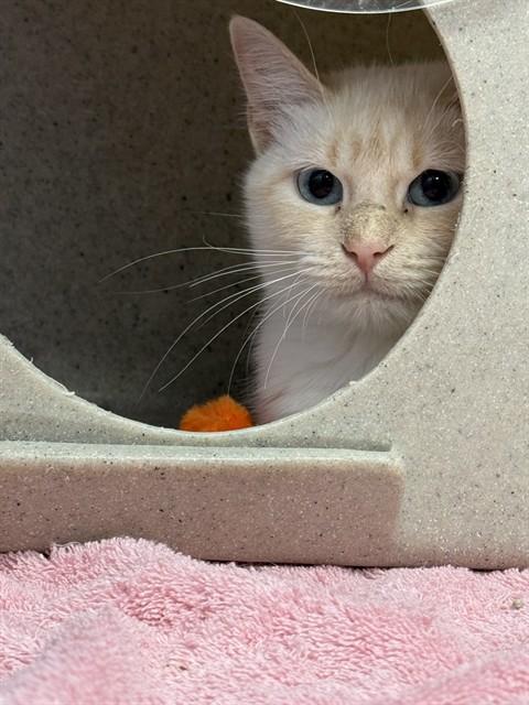 PALOMA, Adoptable, Adult Female Siamese.