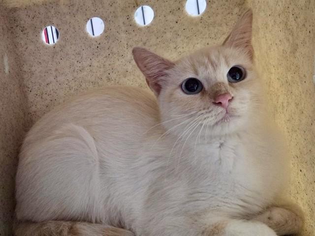 PALOMA, Adoptable, Adult Female Siamese.