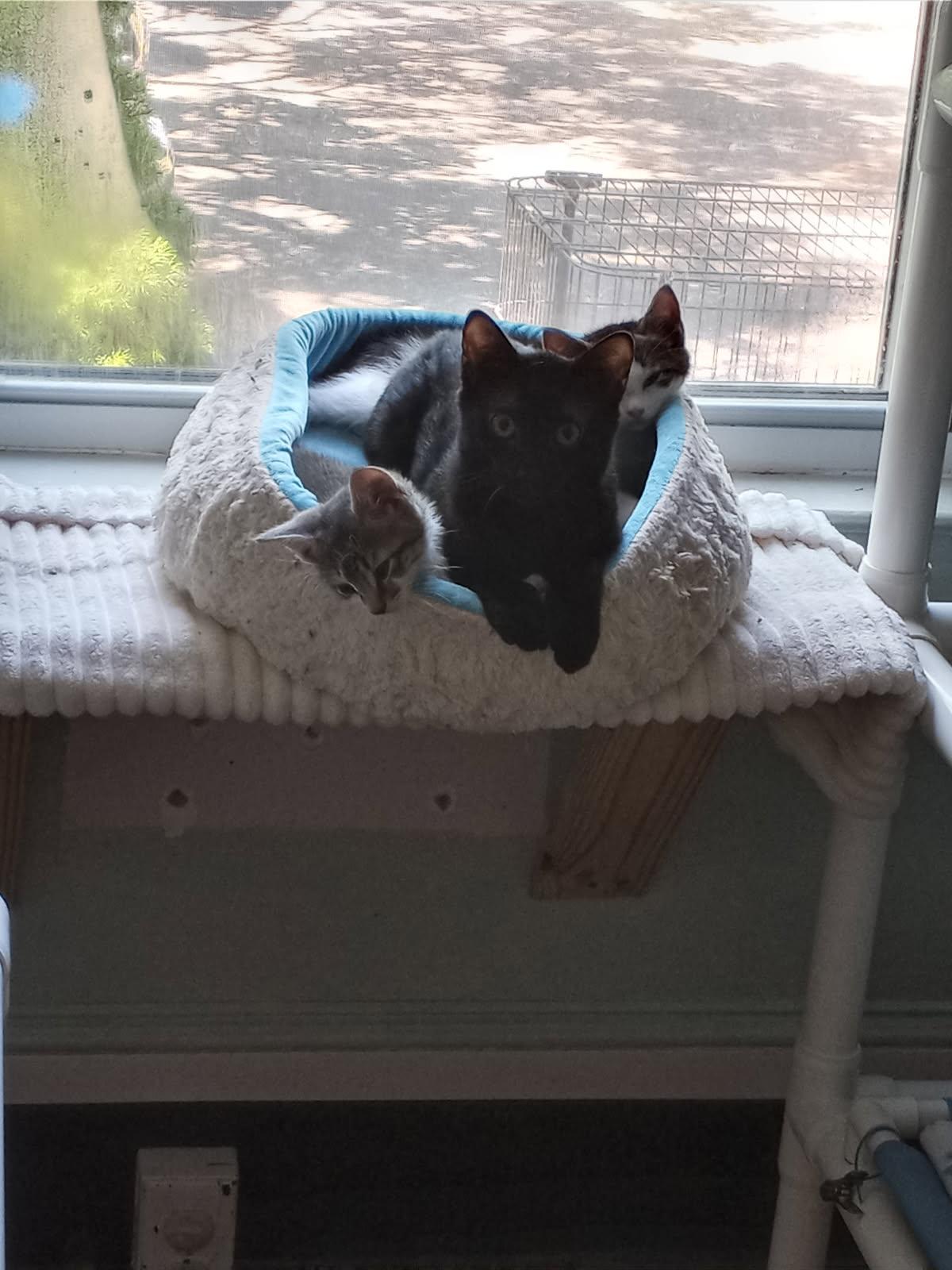 Enlarge Zeppelin, an adoptable Domestic Short Hair in New Britain, CT image 2/5