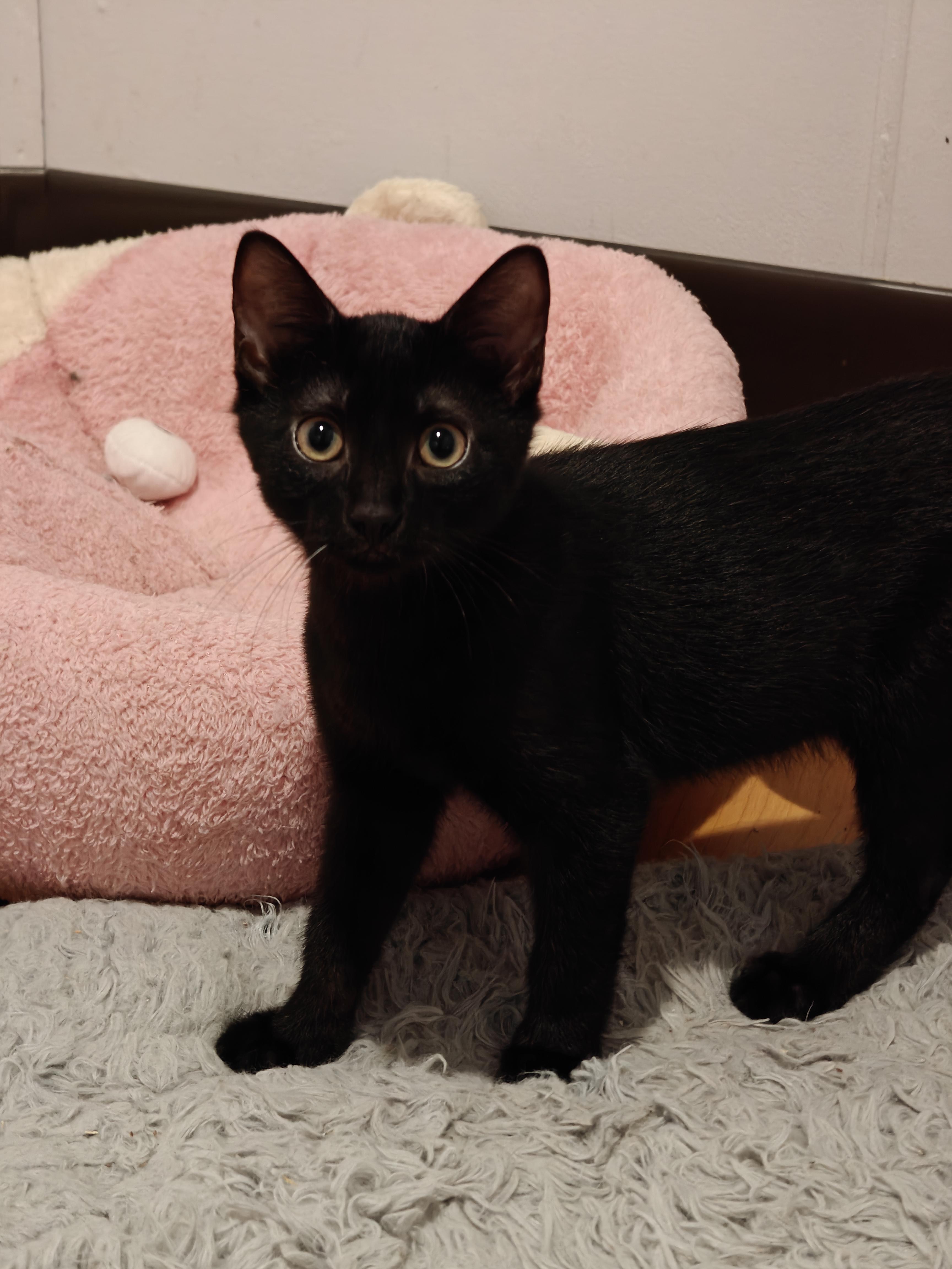 Enlarge Zeppelin, an adoptable Domestic Short Hair in New Britain, CT image 4/5