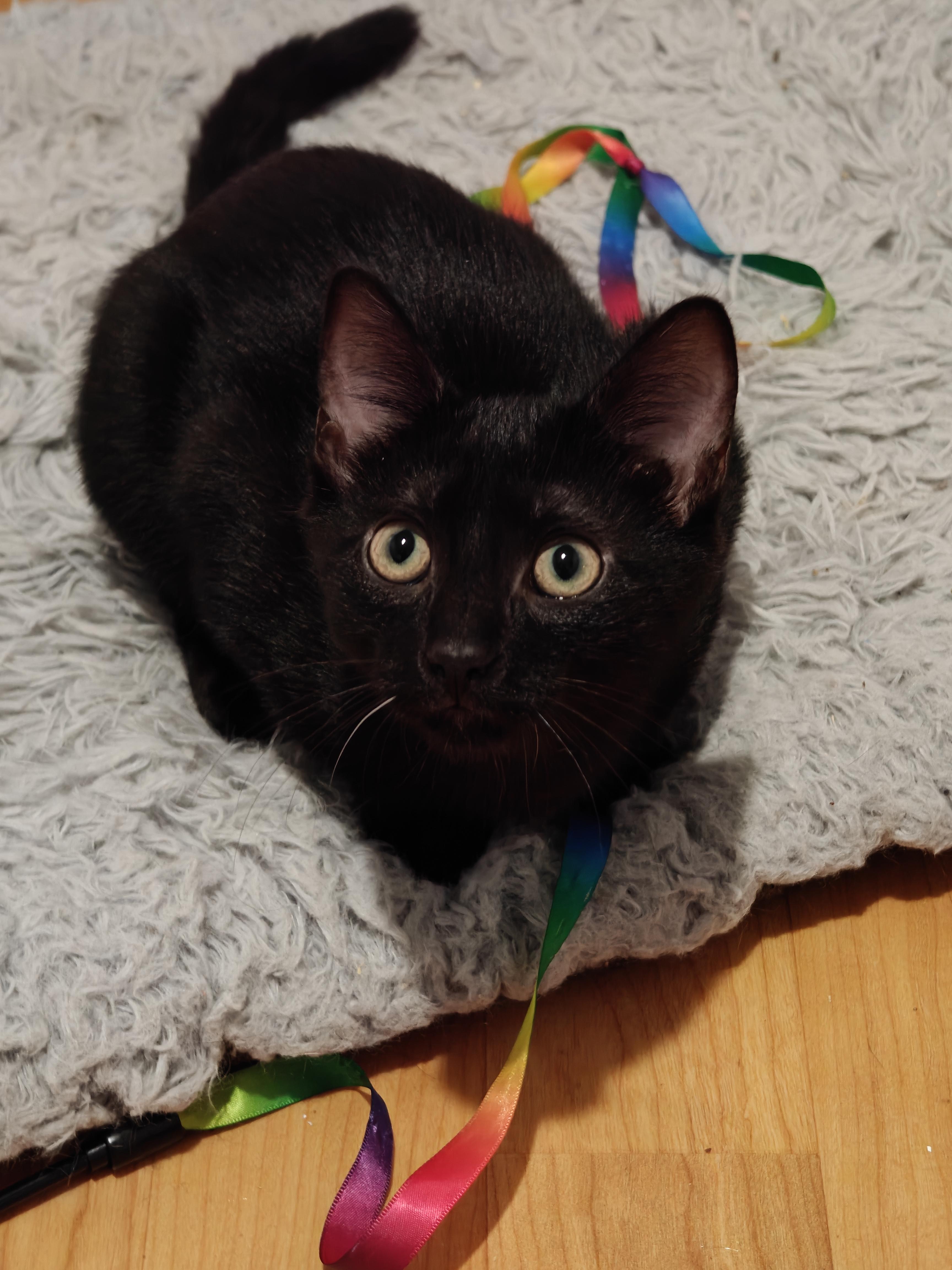 Enlarge Zeppelin, an adoptable Domestic Short Hair in New Britain, CT image 3/5