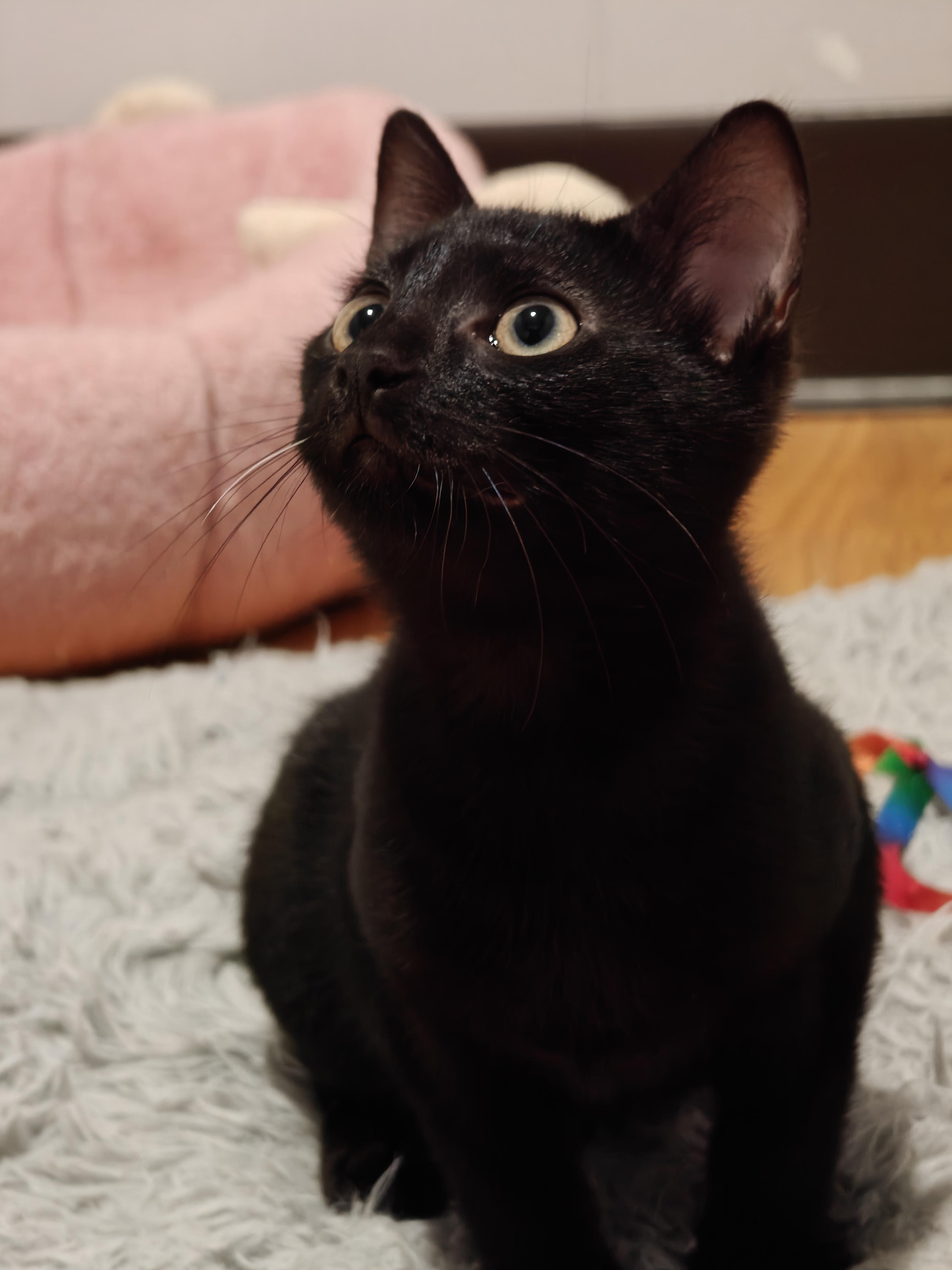 Enlarge Zeppelin, an adoptable Domestic Short Hair in New Britain, CT image 1/5