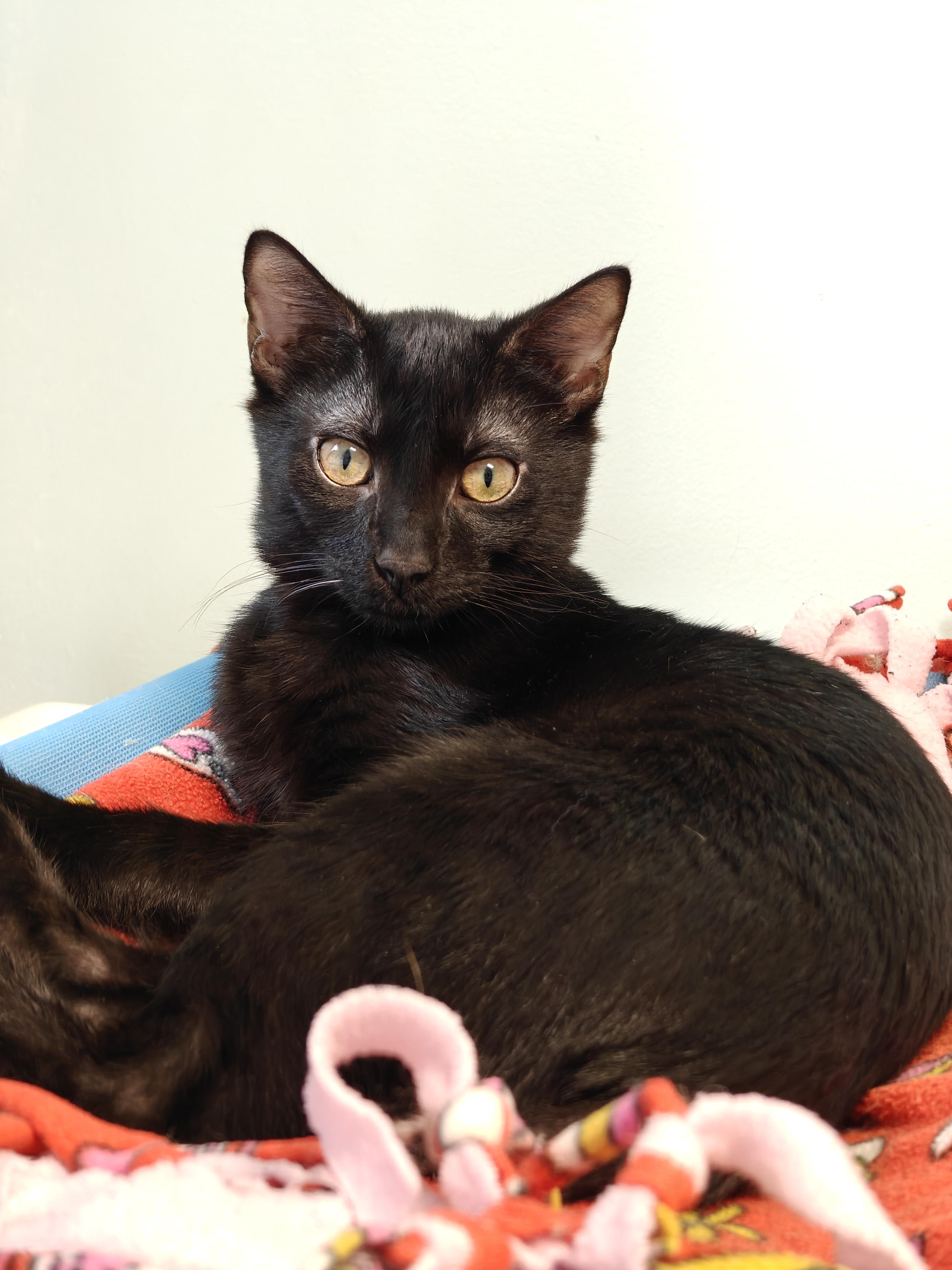 Enlarge Zeppelin, an adoptable Domestic Short Hair in New Britain, CT image 5/5
