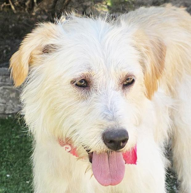 Tantalizing Ms TaunTaun - O La La, adopted, Young Female Schnauzer & Terrier.