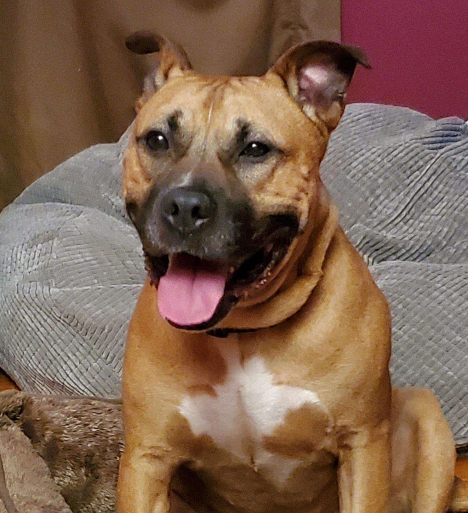 Thunderbolt, Adoptable, Adult Male Boxer.