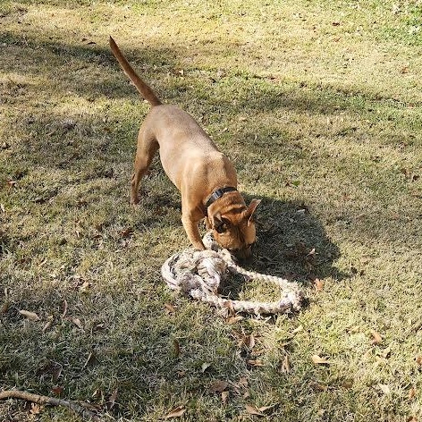 Enlarge Thunderbolt, a Adoptable mixed breed in Roswell, GA image 2/3