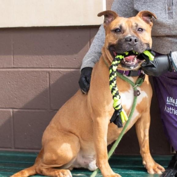 Enlarge Thunderbolt, a Adoptable mixed breed in Roswell, GA image 3/3