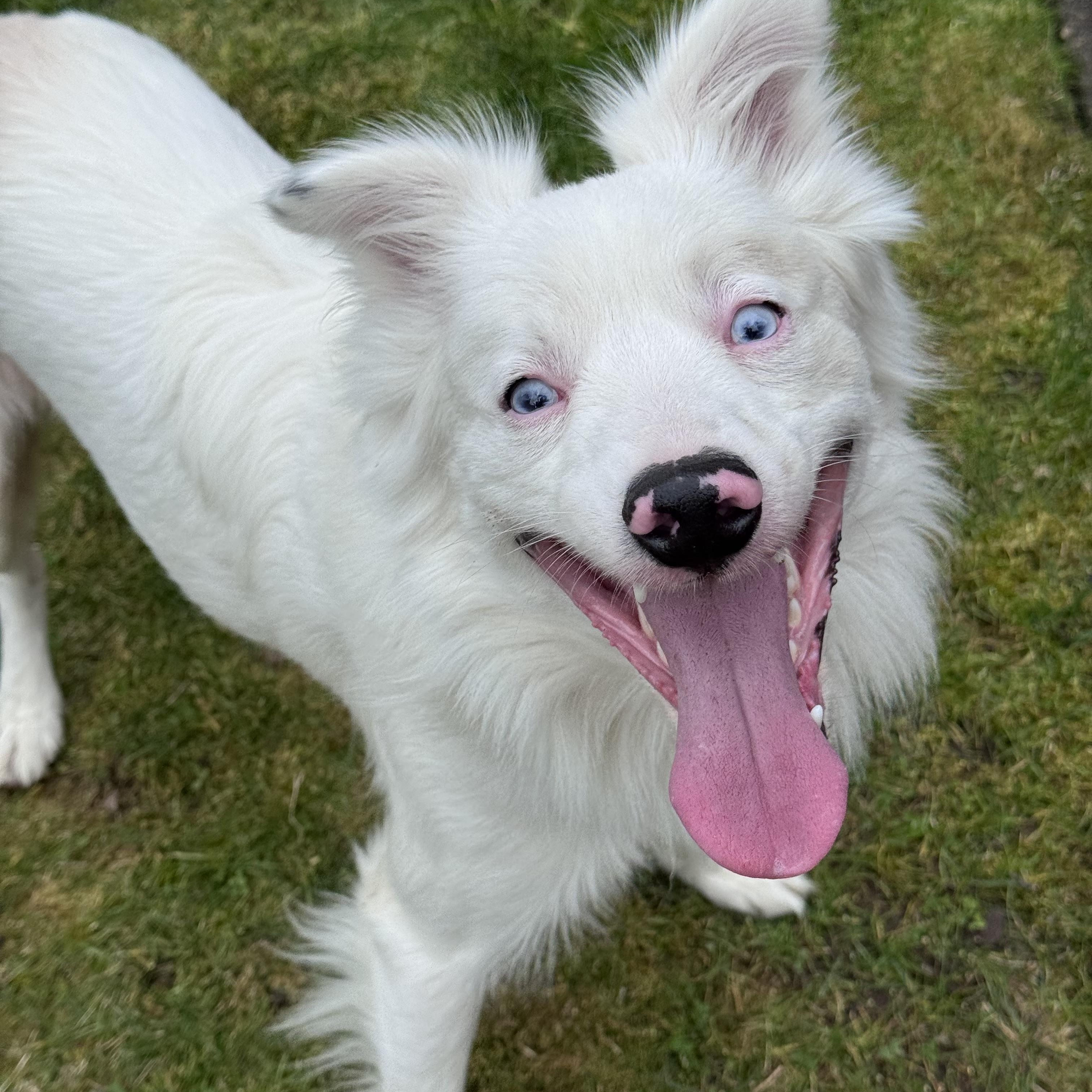 Wombat, adopted, Young Male Australian Cattle Dog / Blue Heeler & Australian Shepherd.