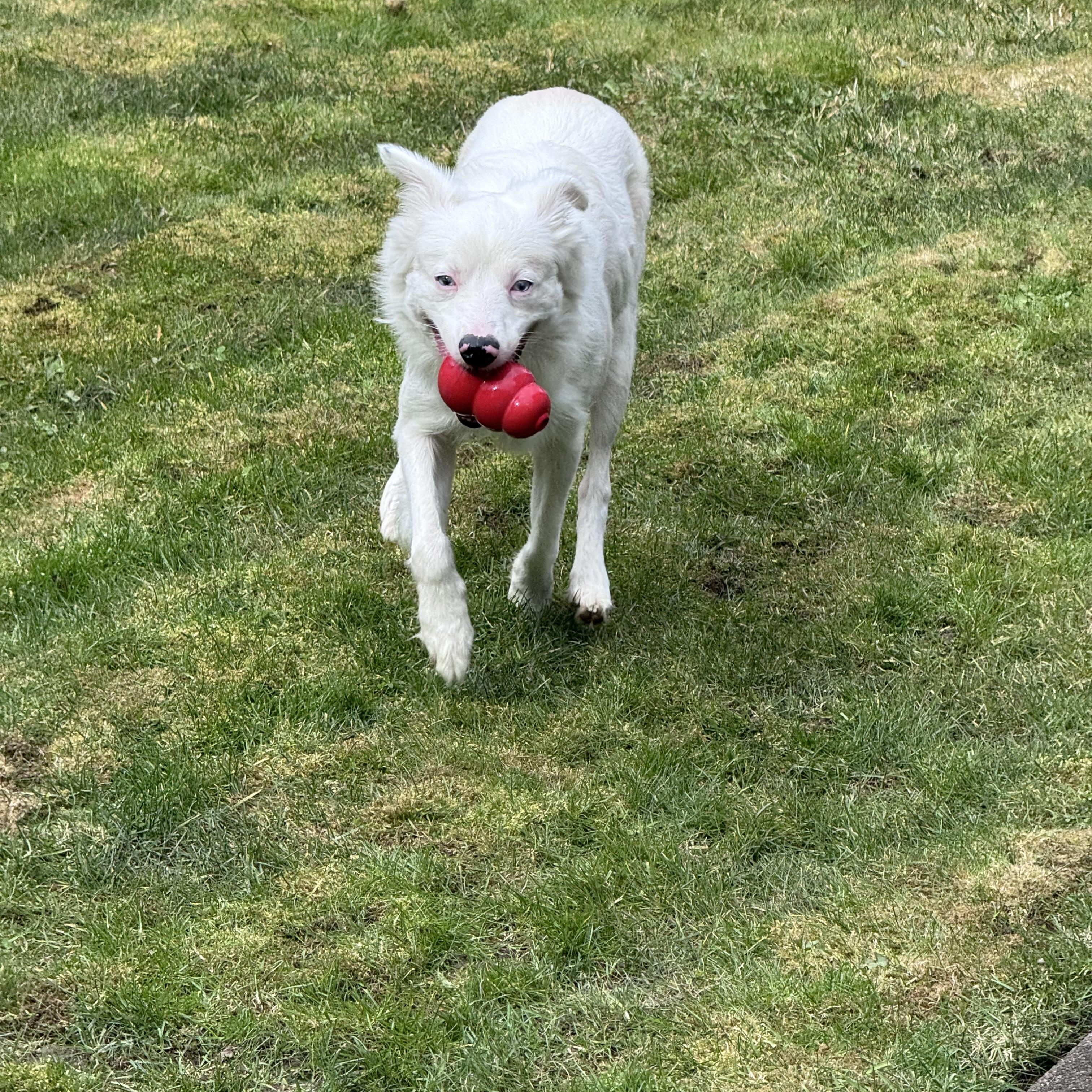 Enlarge Wombat, an adopted mixed breed in Portland, OR image 5/6