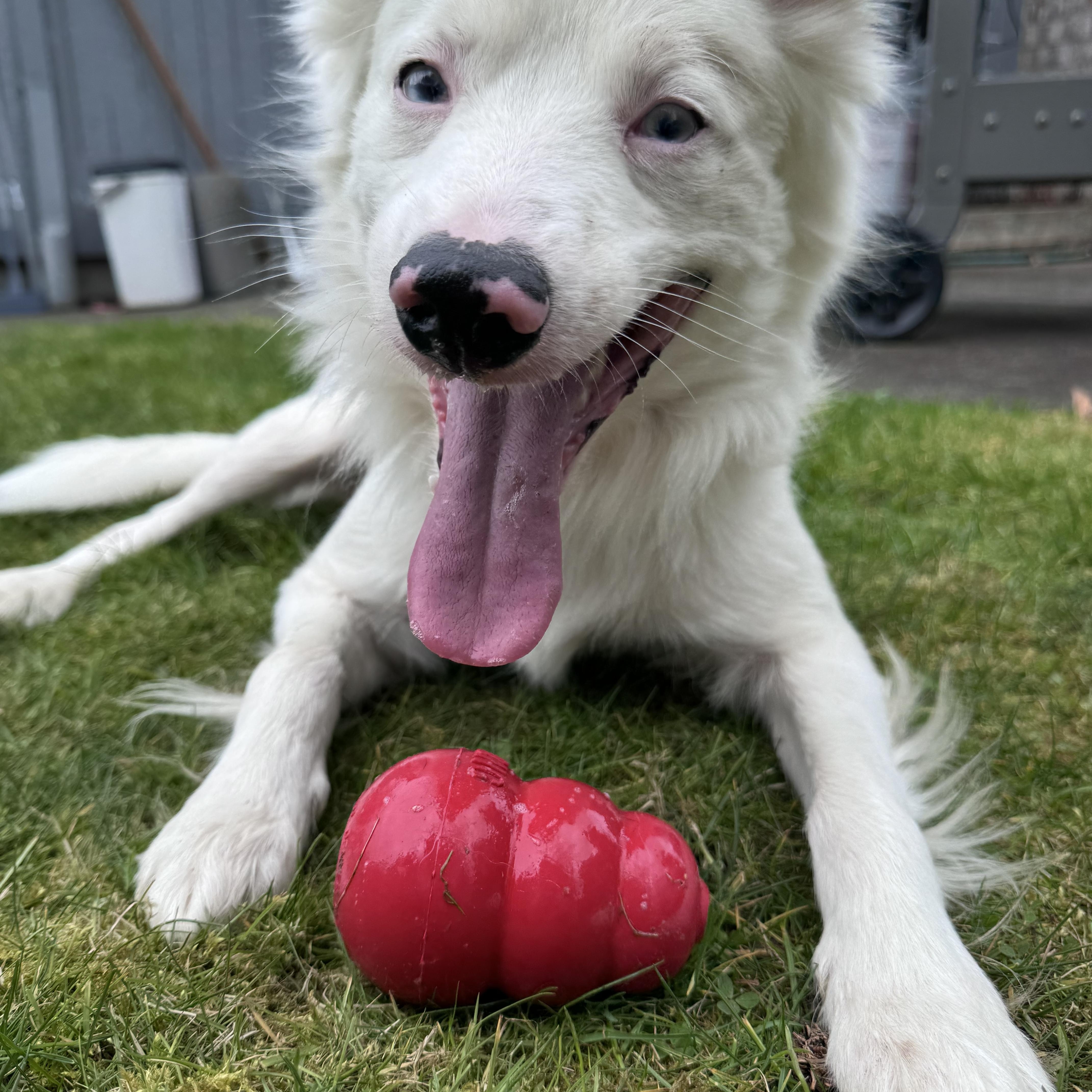 Enlarge Wombat, an adopted mixed breed in Portland, OR image 3/6