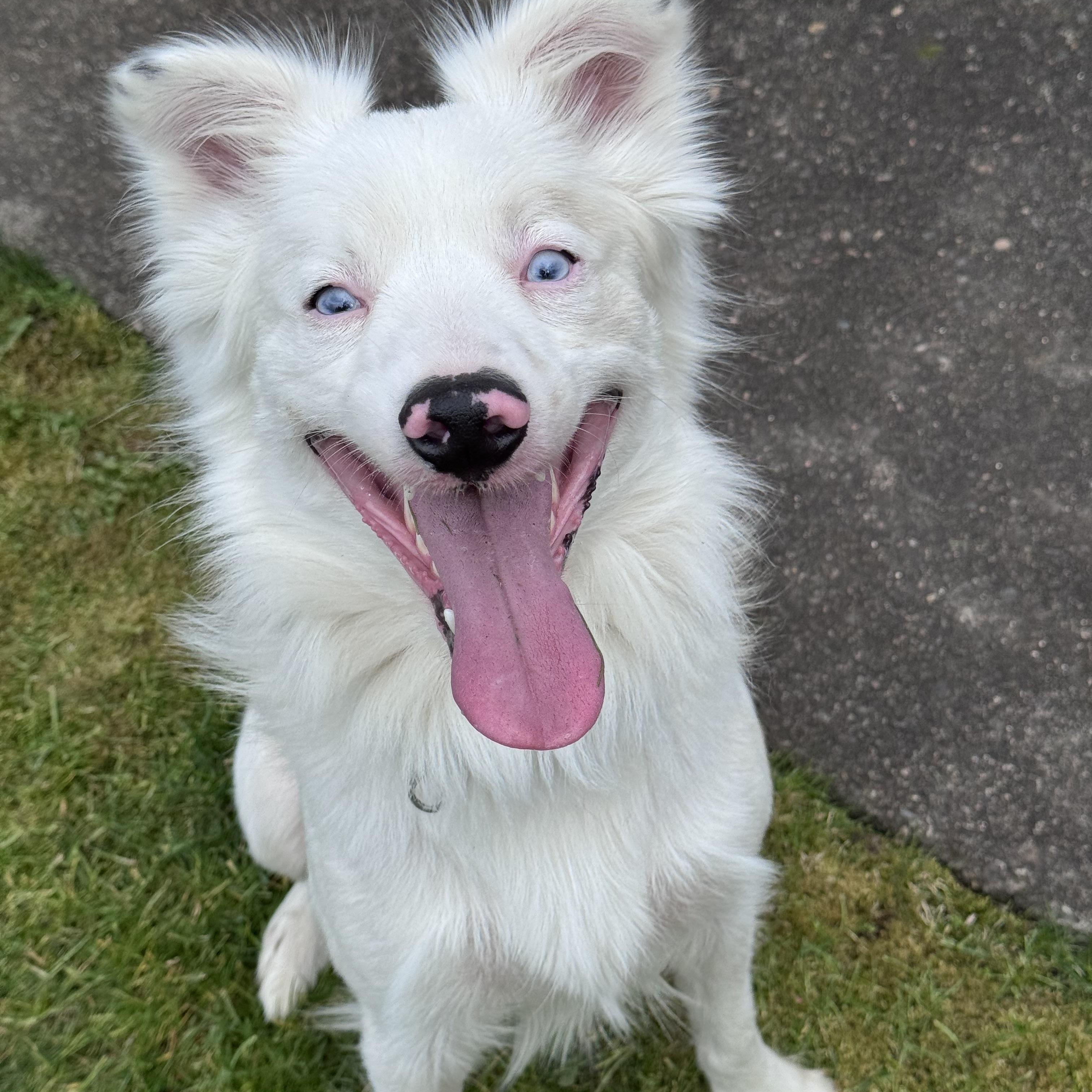 Enlarge Wombat, an adopted mixed breed in Portland, OR image 4/6