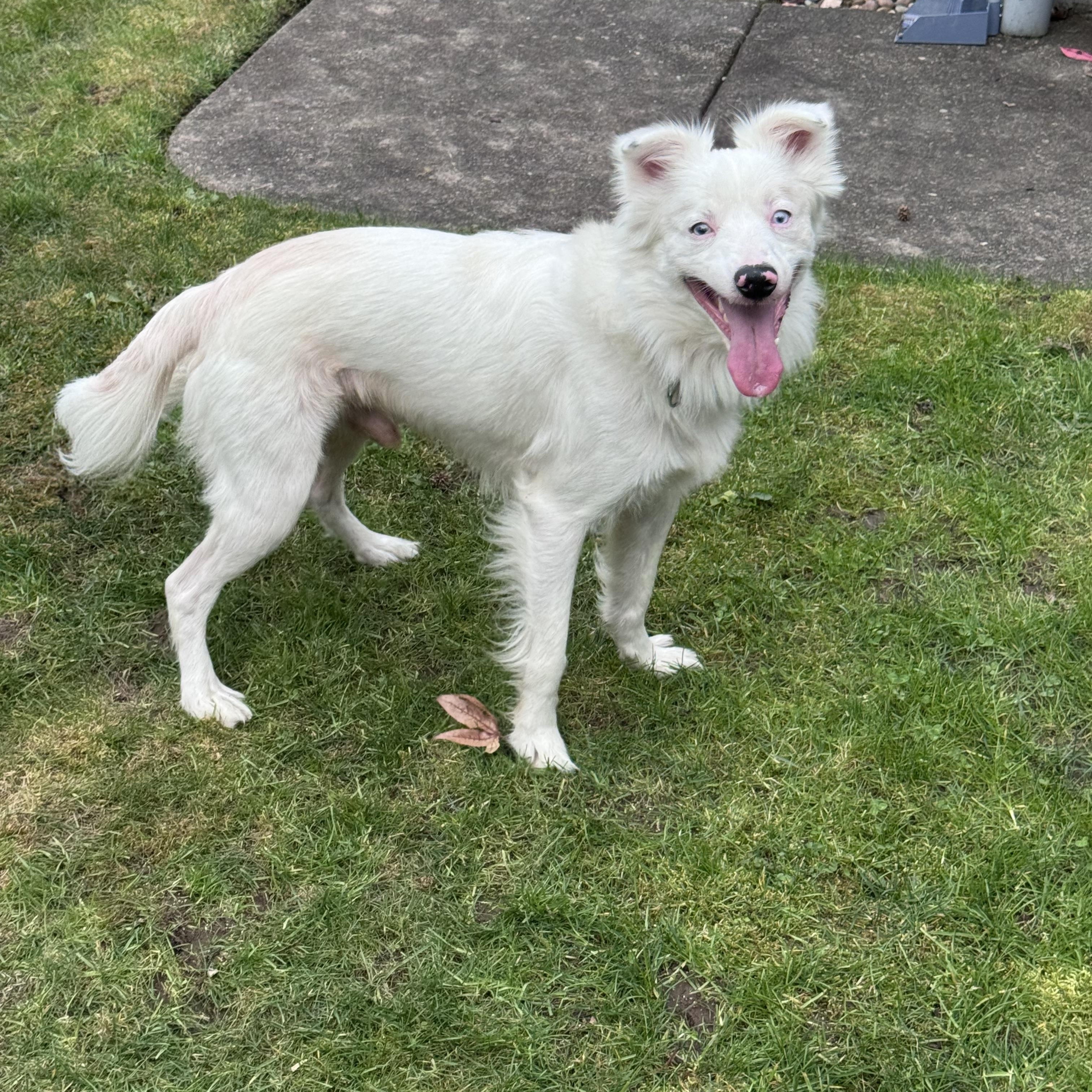Enlarge Wombat, an adopted mixed breed in Portland, OR image 2/6