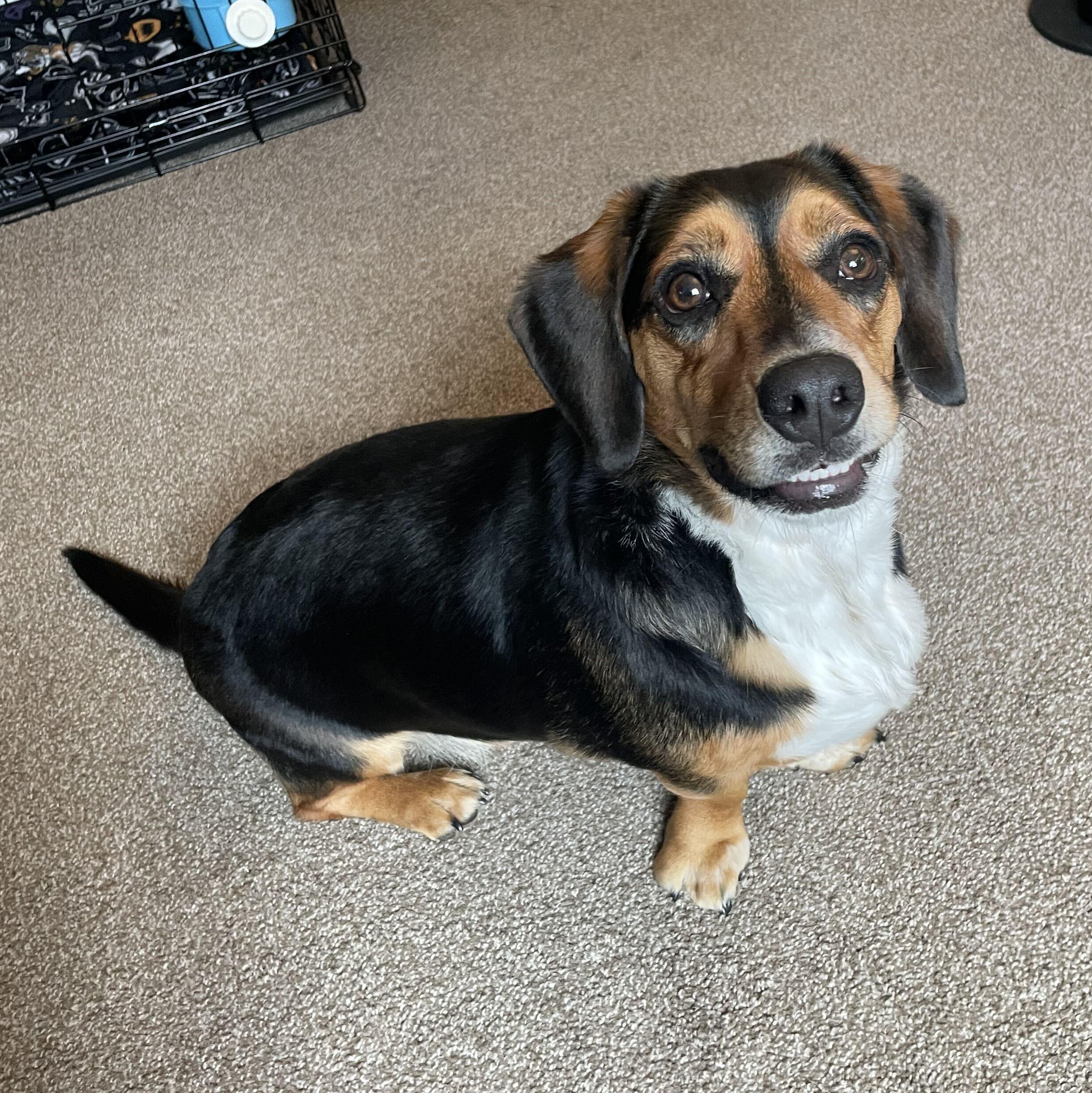 Enlarge Charlie, a Adoptable mixed breed in Denver, CO image 3/5