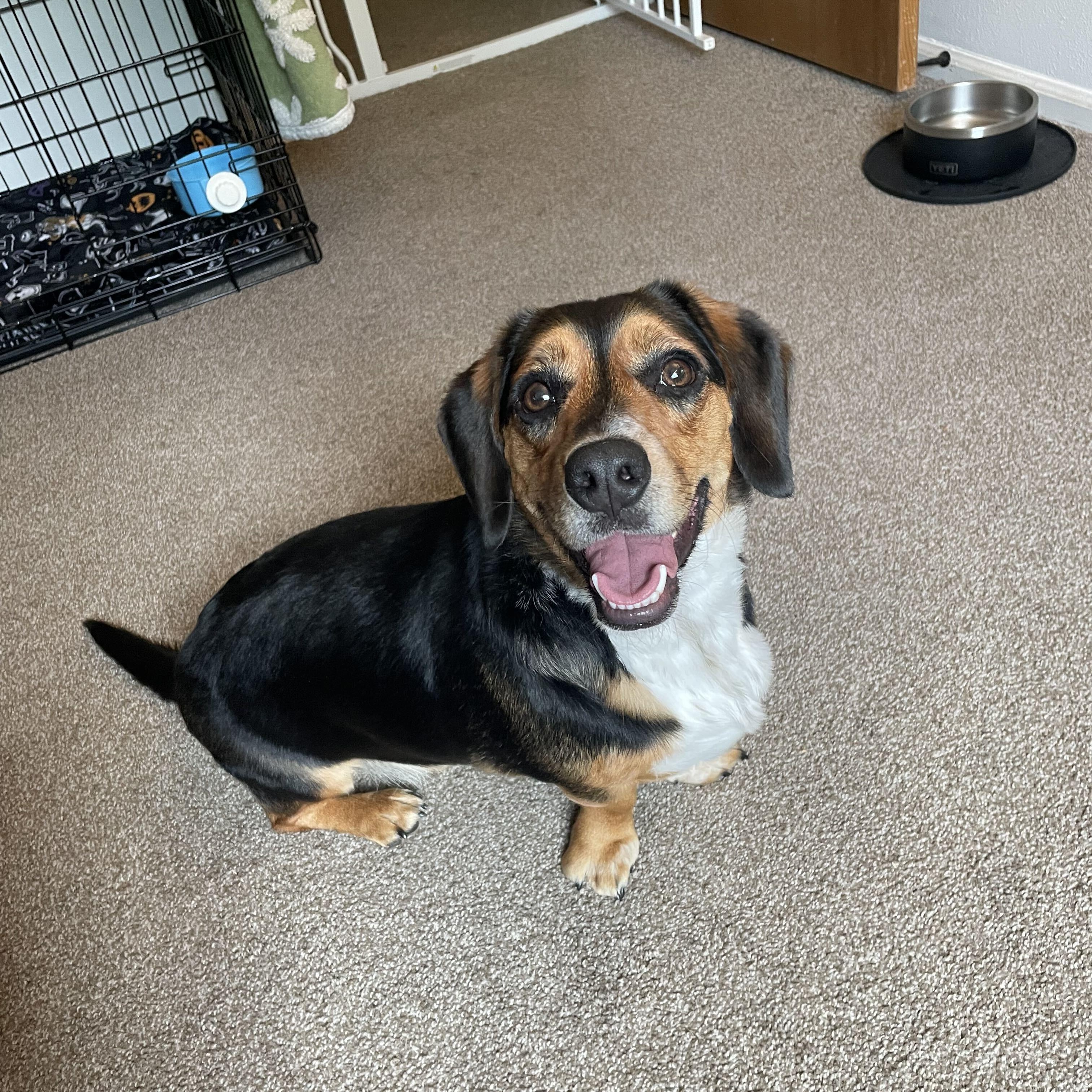 Enlarge Charlie, a Adoptable mixed breed in Denver, CO image 1/5