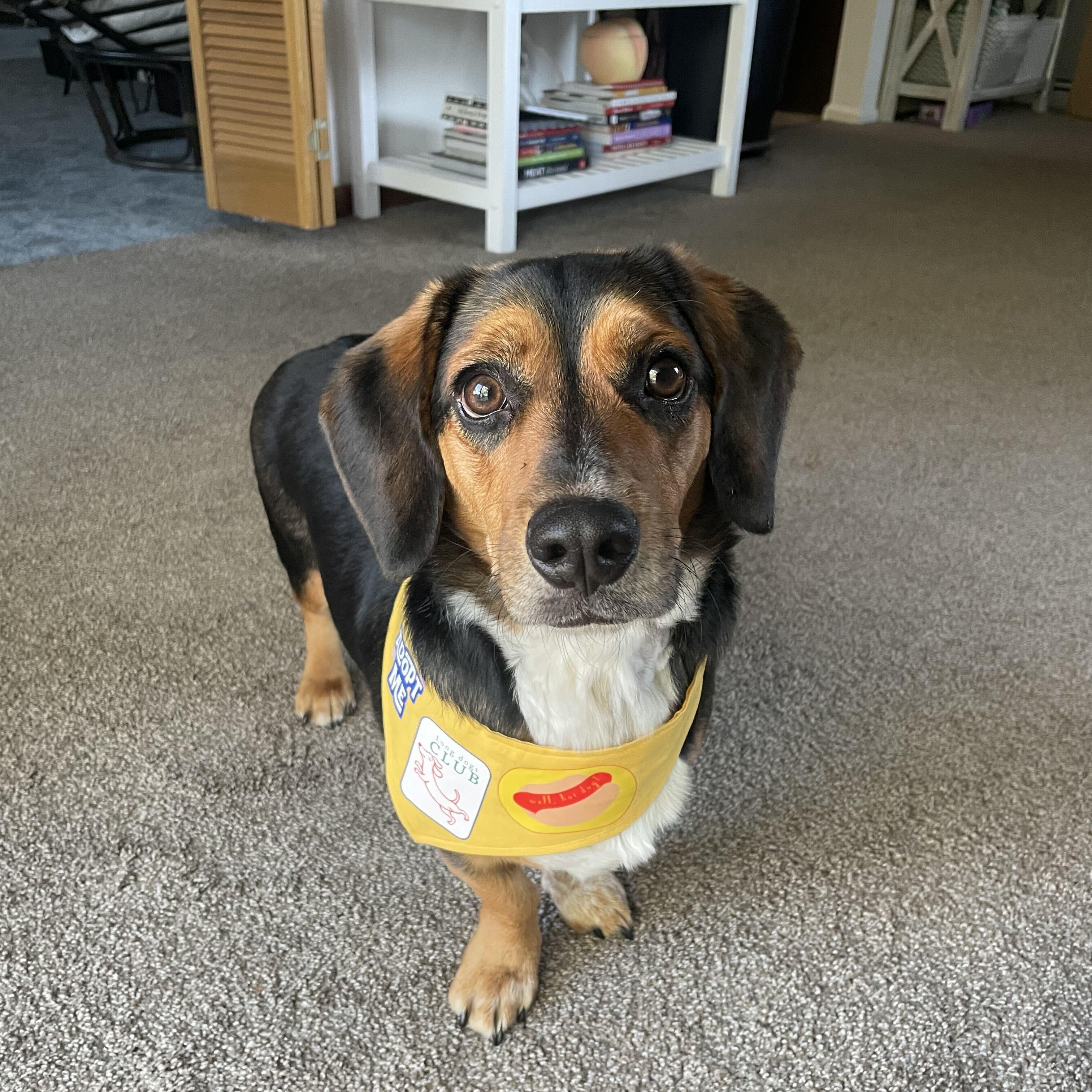 Enlarge Charlie, a Adoptable mixed breed in Denver, CO image 4/5