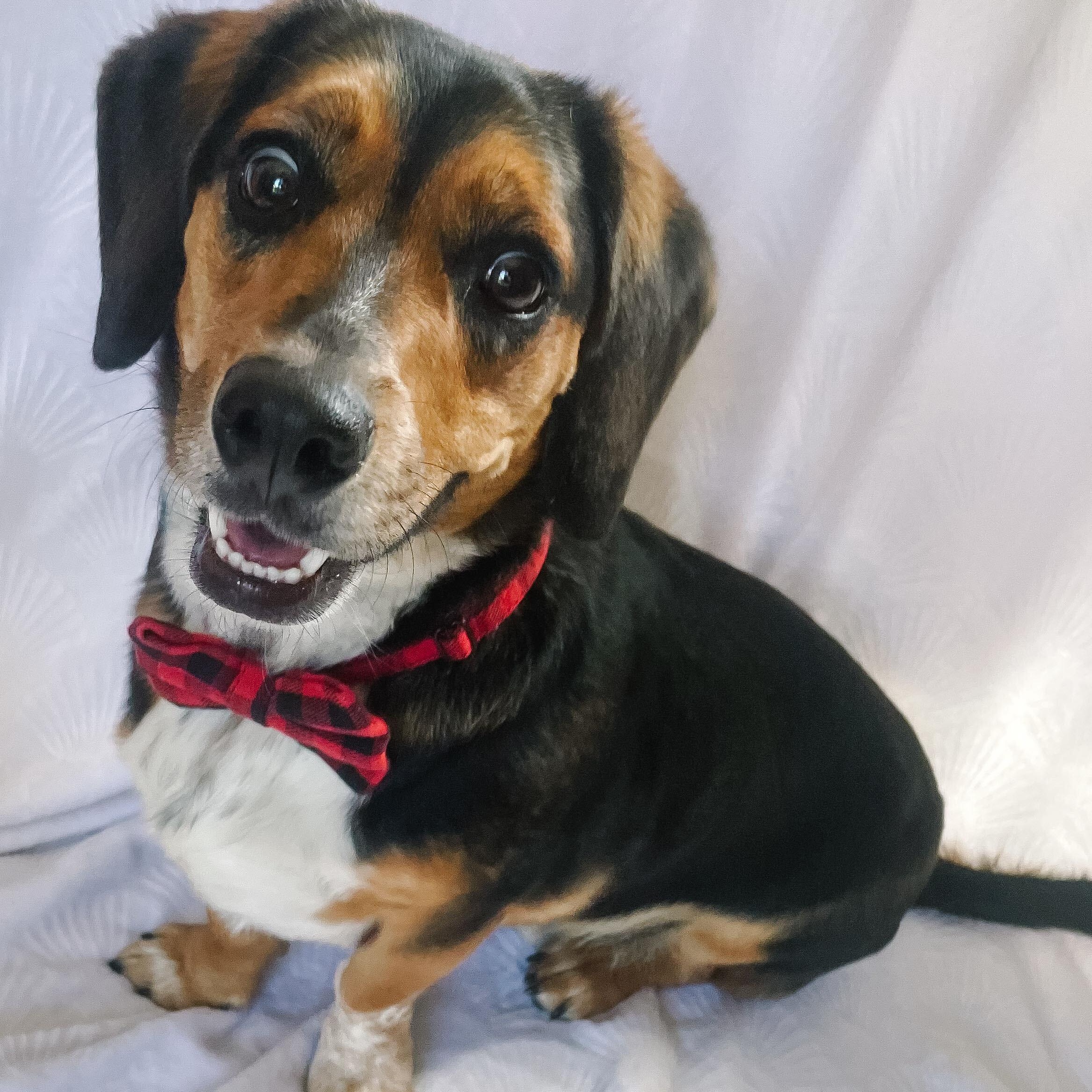 Enlarge Charlie, a Adoptable mixed breed in Denver, CO image 5/5