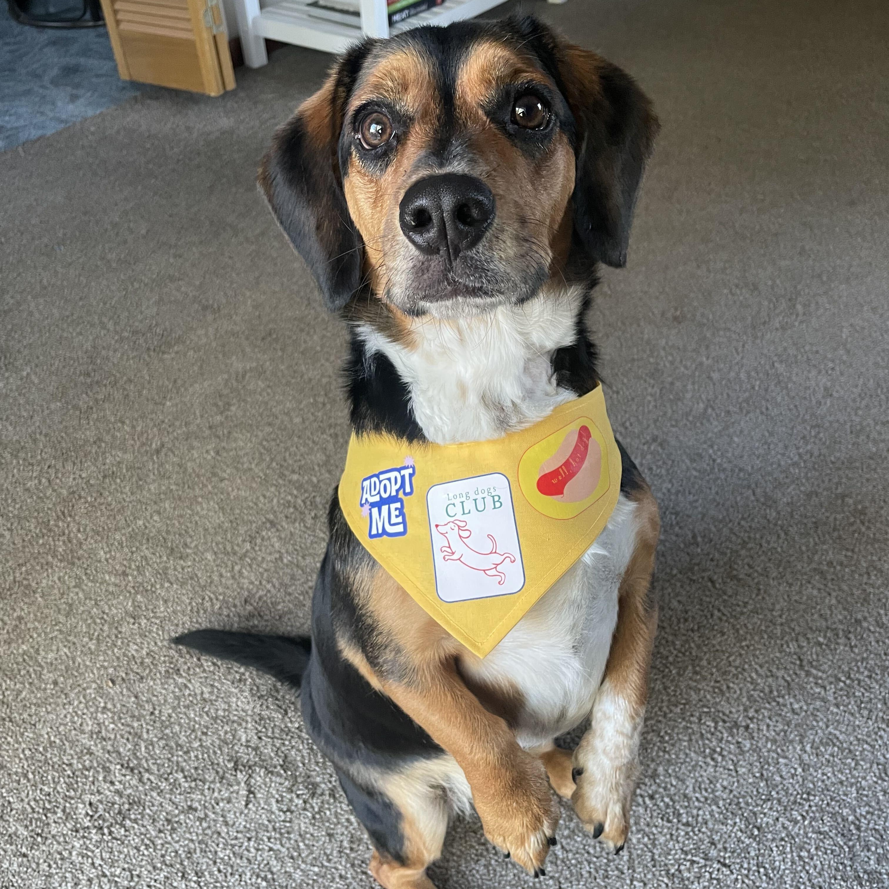 Enlarge Charlie, a Adoptable mixed breed in Denver, CO image 2/5