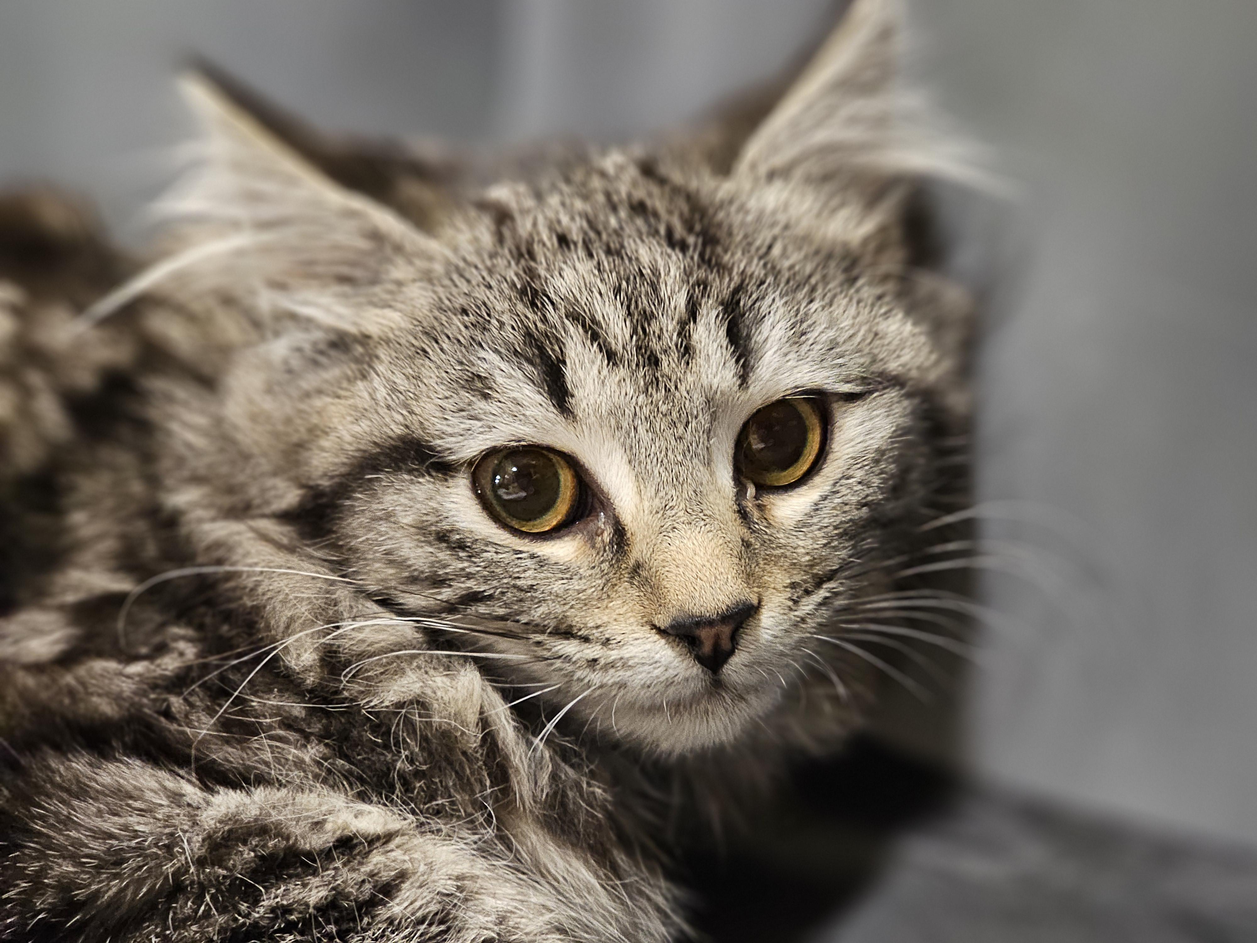 Enlarge Dixie, an adopted mixed breed in Richmond, VA image 2/5