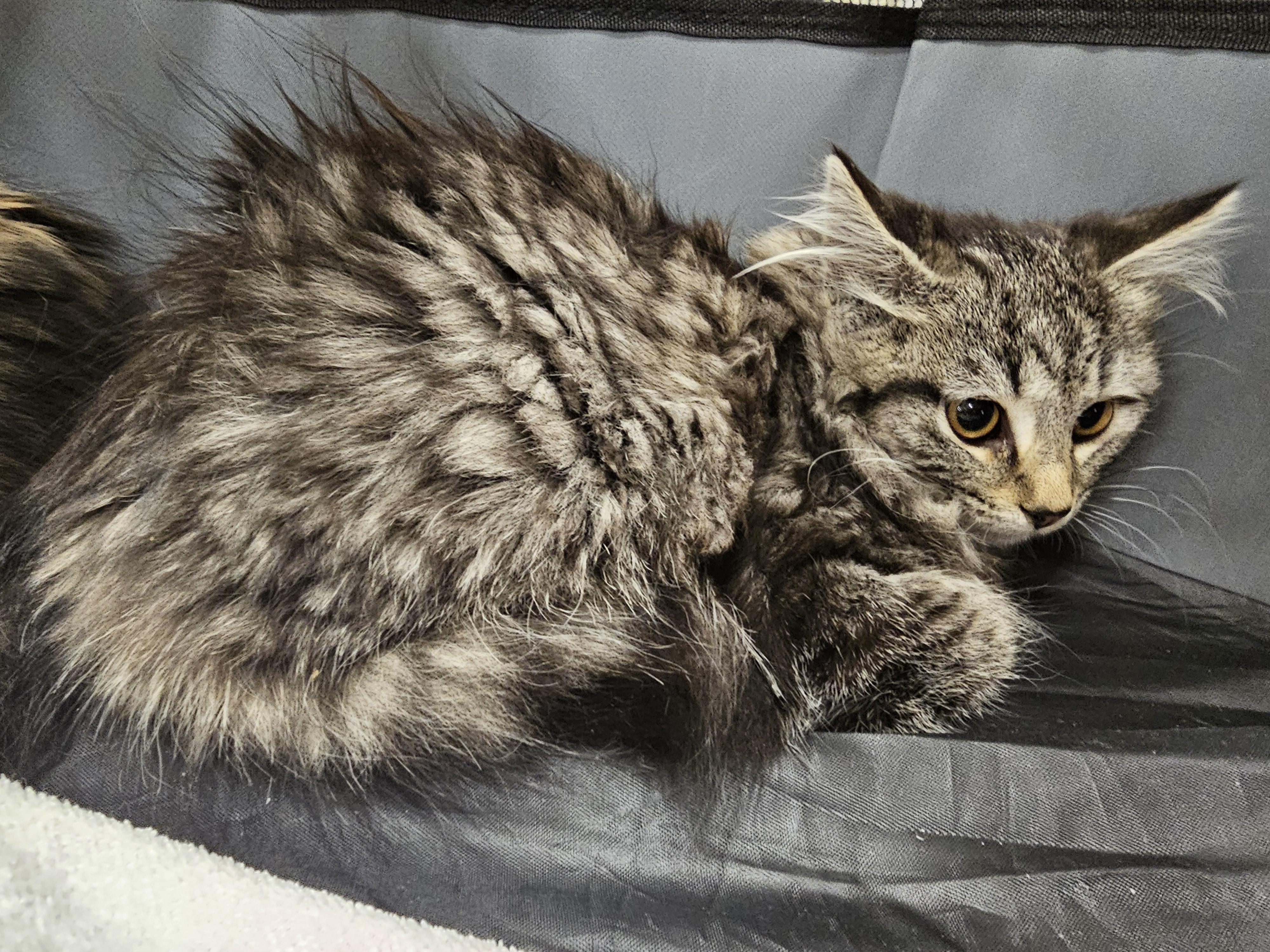 Enlarge Dixie, an adopted mixed breed in Richmond, VA image 4/5