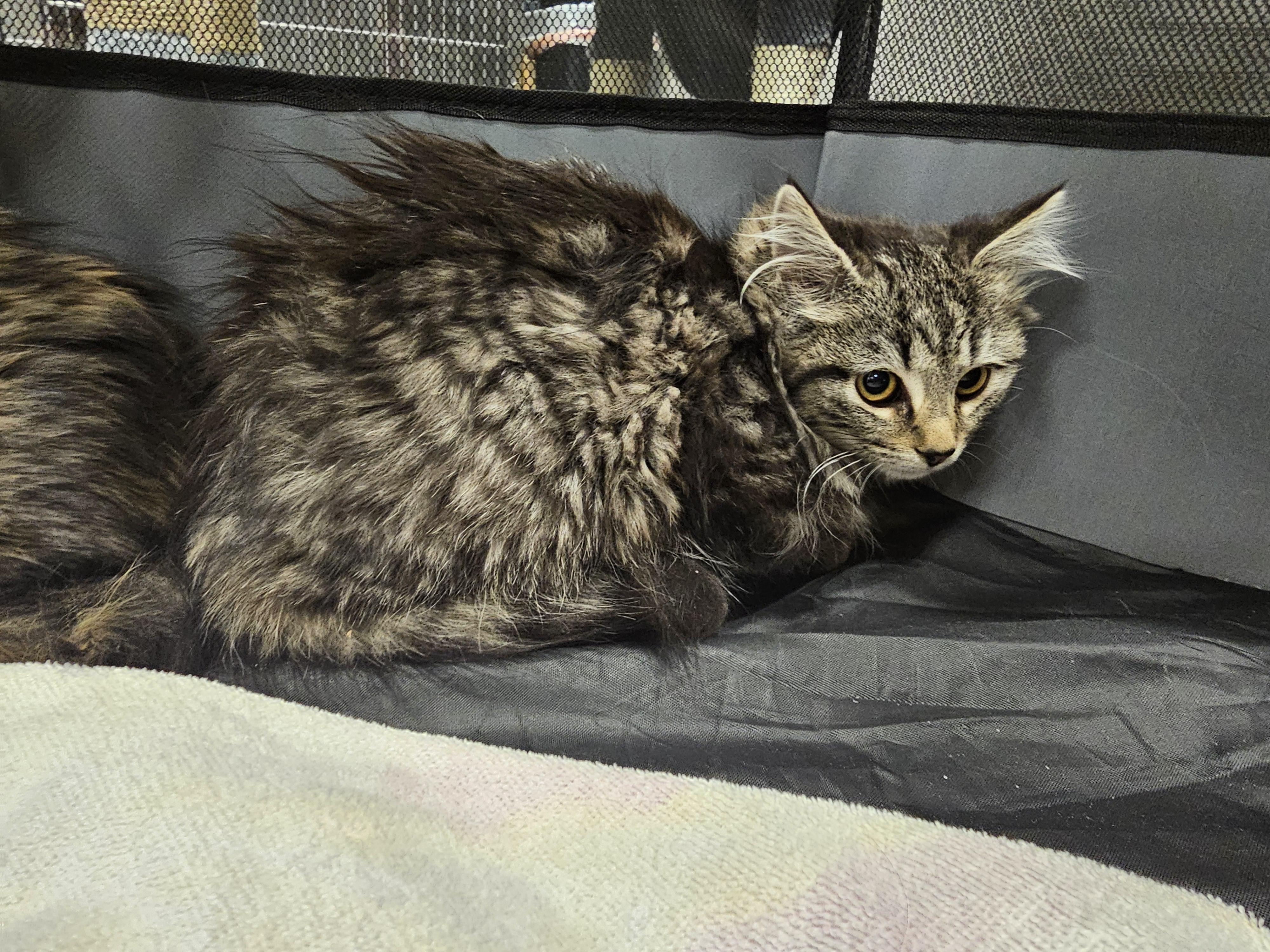 Enlarge Dixie, an adopted mixed breed in Richmond, VA image 3/5