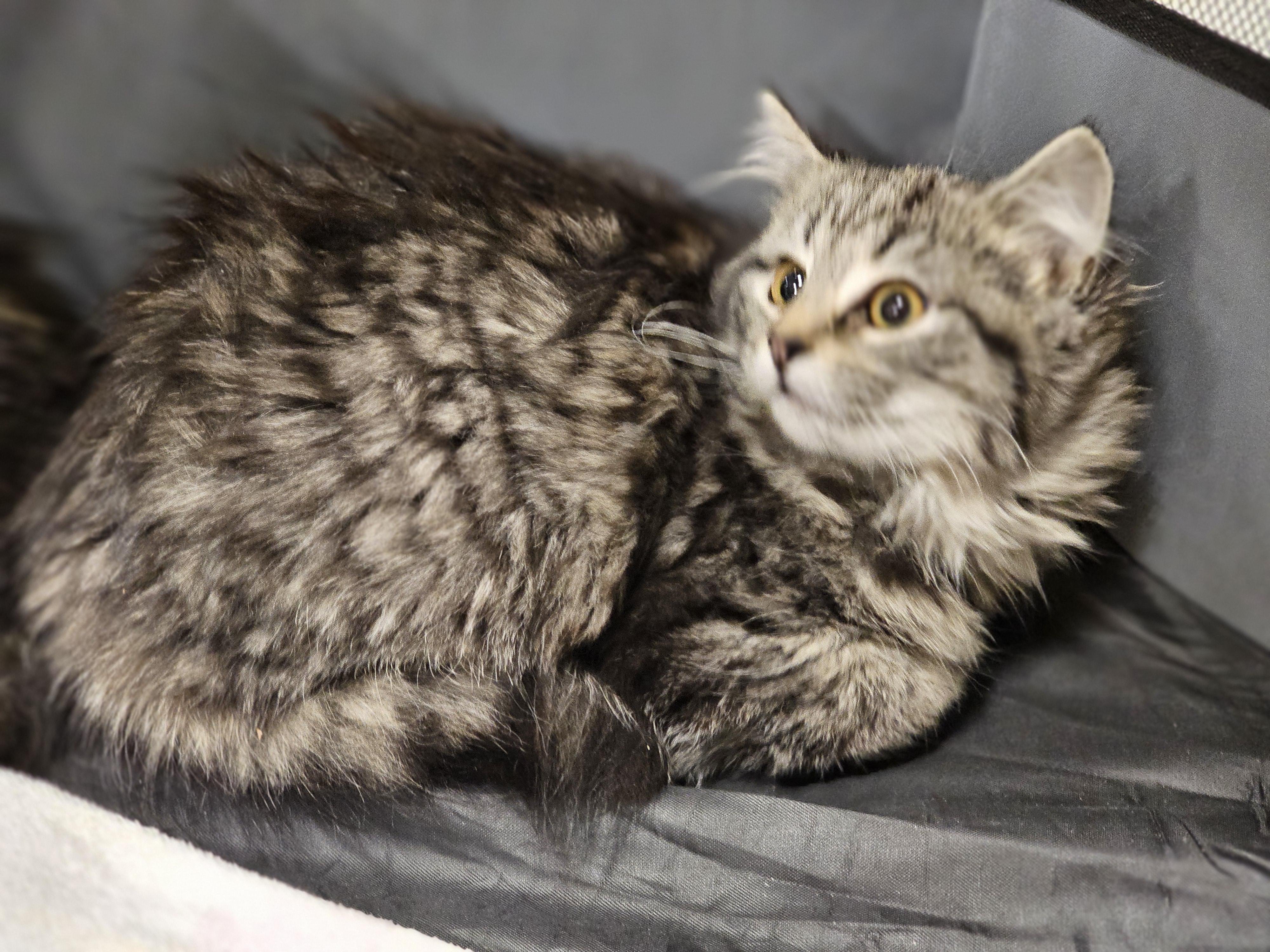 Enlarge Dixie, an adopted mixed breed in Richmond, VA image 1/5